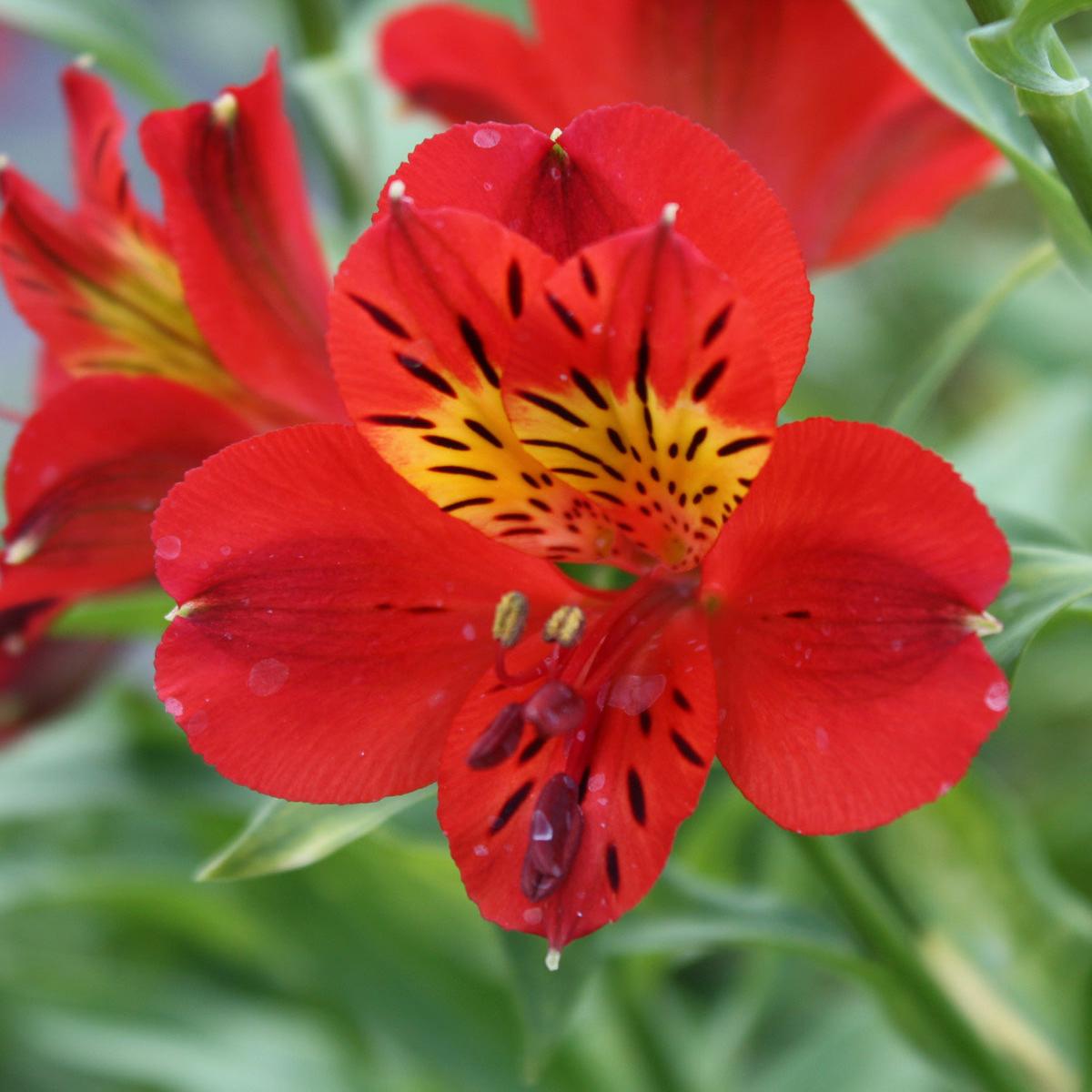 Alstroemeria Flower Seeds (Red) for Planting