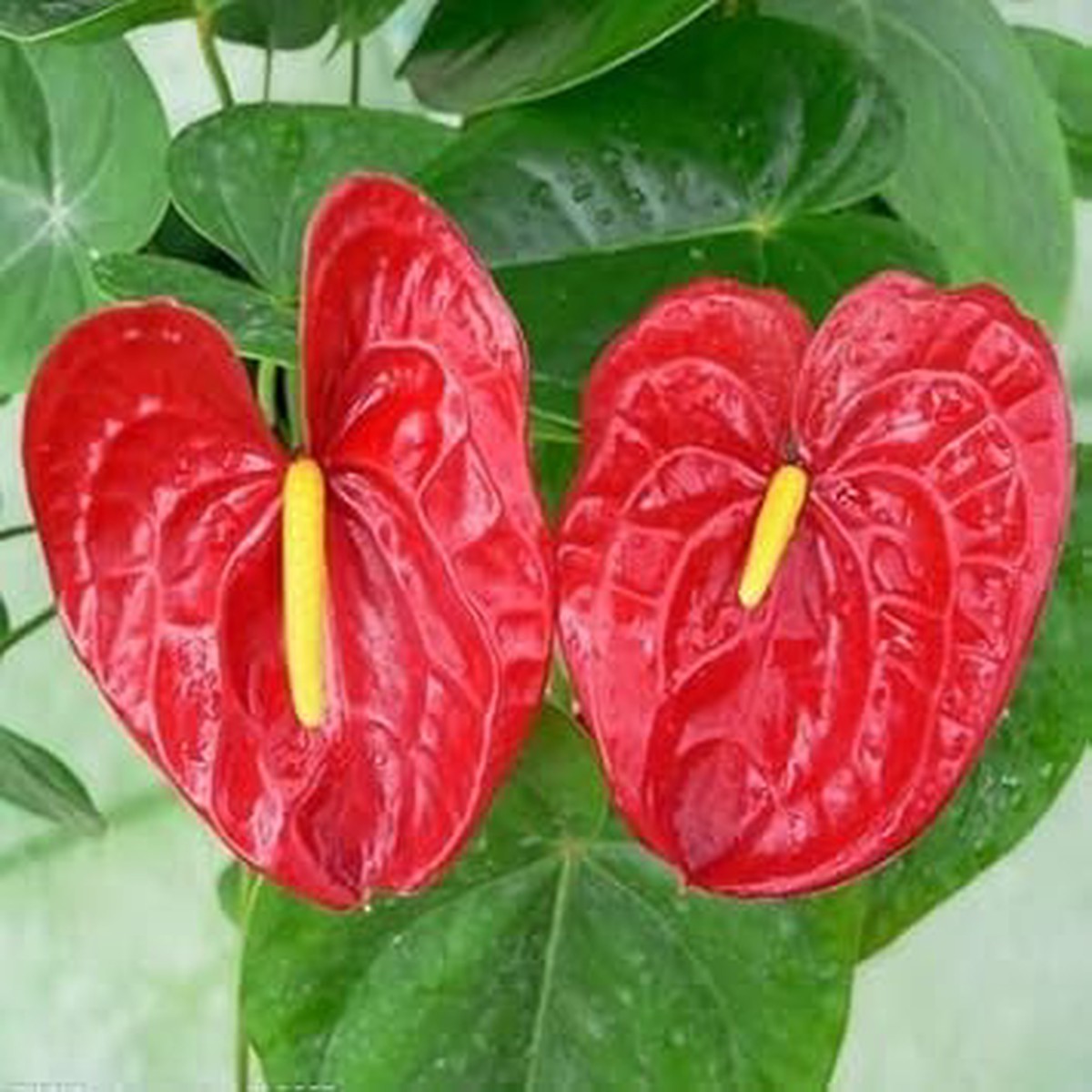 Anthurium Flower seeds for Planting - Easy to Grow, Heirloom & GMO Free Seeds for Home Garden