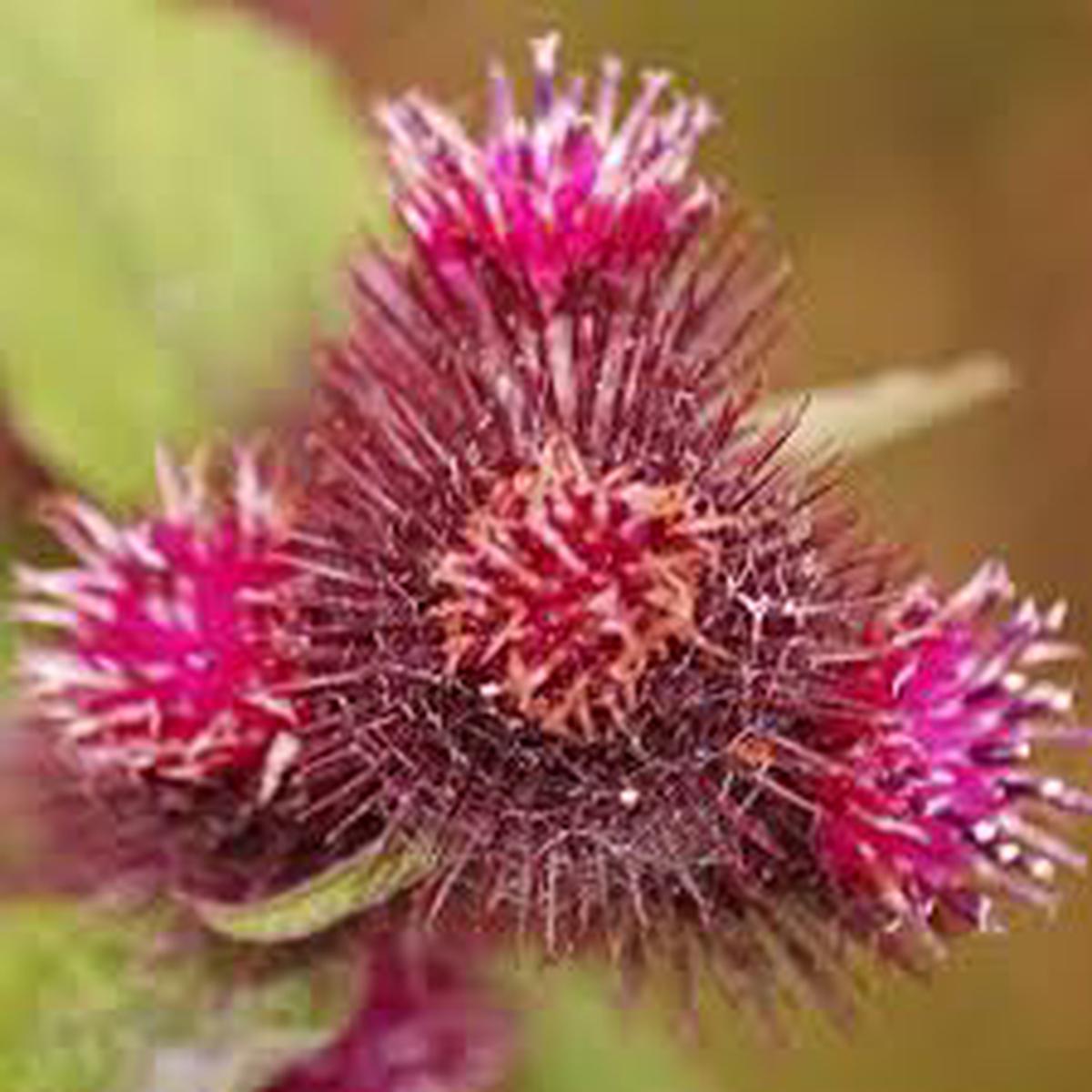 Arctium Lappa Flower Seeds for Planting Hardy Variety, Heirloom, Non-GMO & High Germination Seeds
