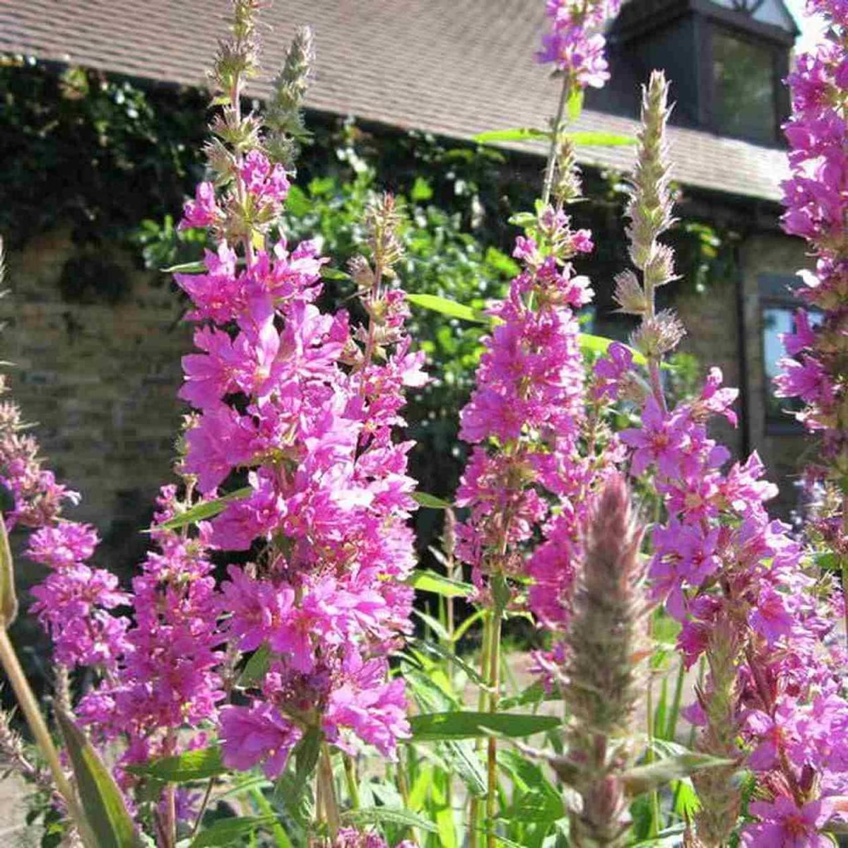 Astilbe Purple Flowering Seeds for Planting in the Blooms Nature feel in House Garden