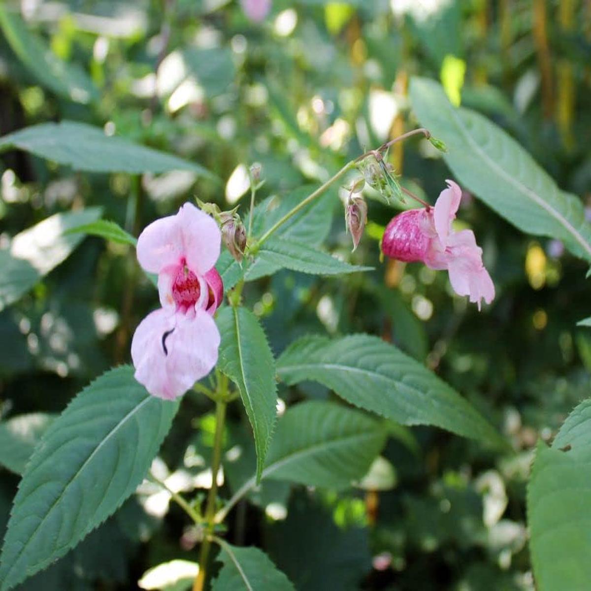 Baby Pink Balsam Flower Seeds Heirloom Non-GMO Organic Garden Seeds for Planting, High Germination Beautiful Blooms