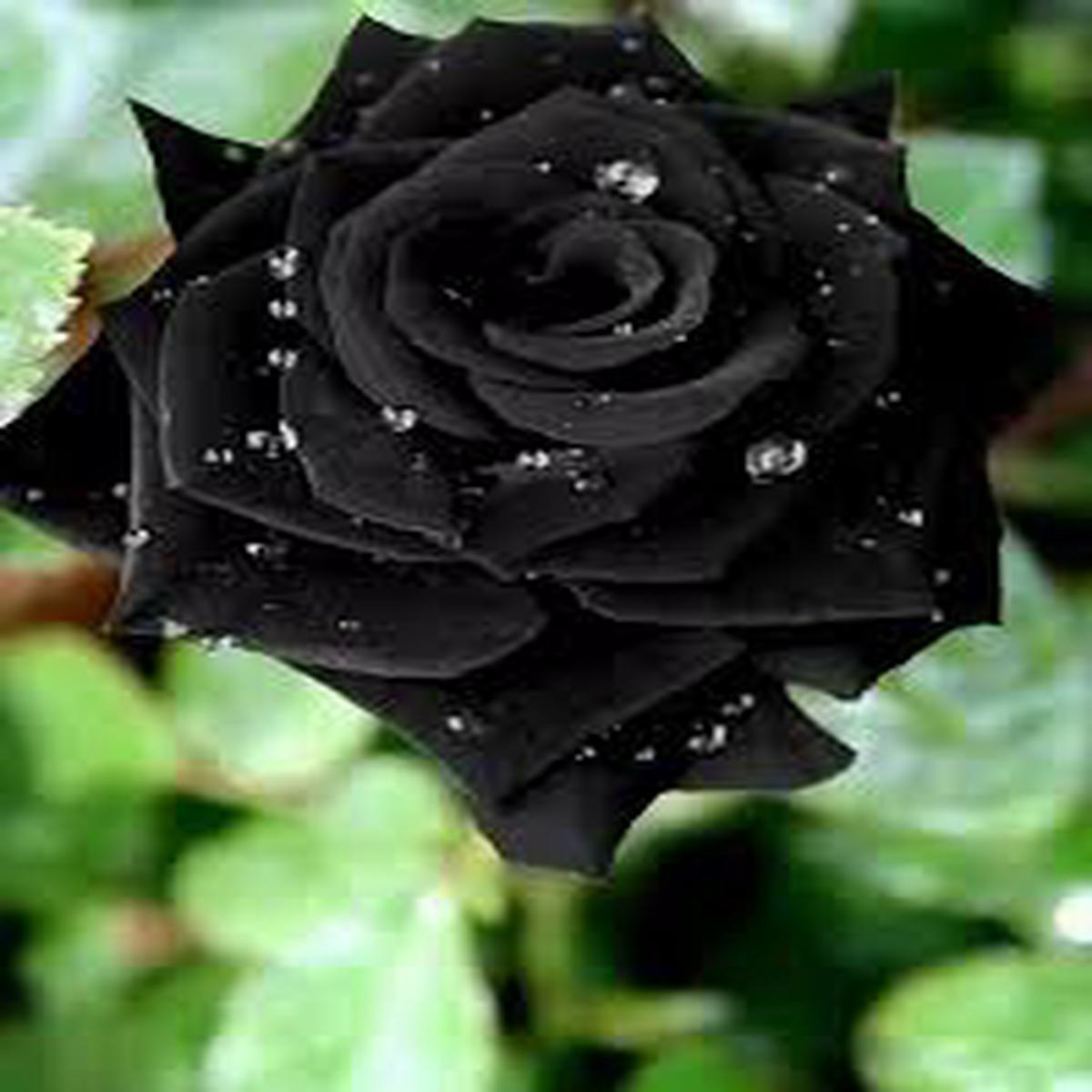 Black Rose Seeds for Planting Easy to Grow, Heirloom, Non-GMO Organic Garden Seeds