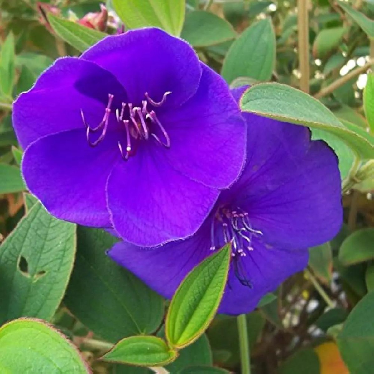 Blue Mandevilla Sanderi Flower For Planting Heirloom For Home Garden Flower Seeds for Home Garden