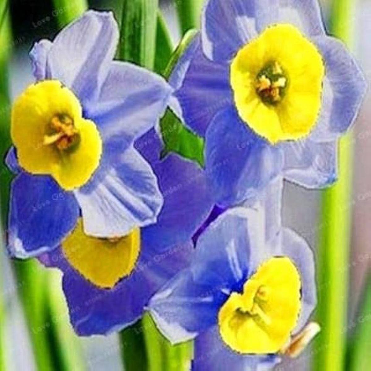 Blue Yellow Daffodils Flower seeds for Planting - Premium Quality, Heirloom & GMO Free Seeds for Home Garden