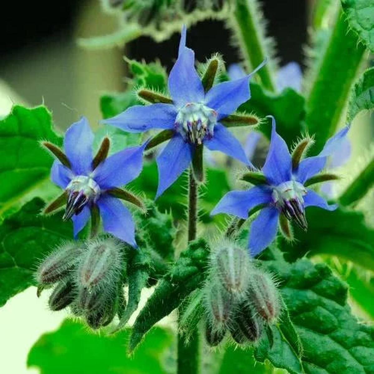 Borage Borago officinalis Flowering Seeds For Planting