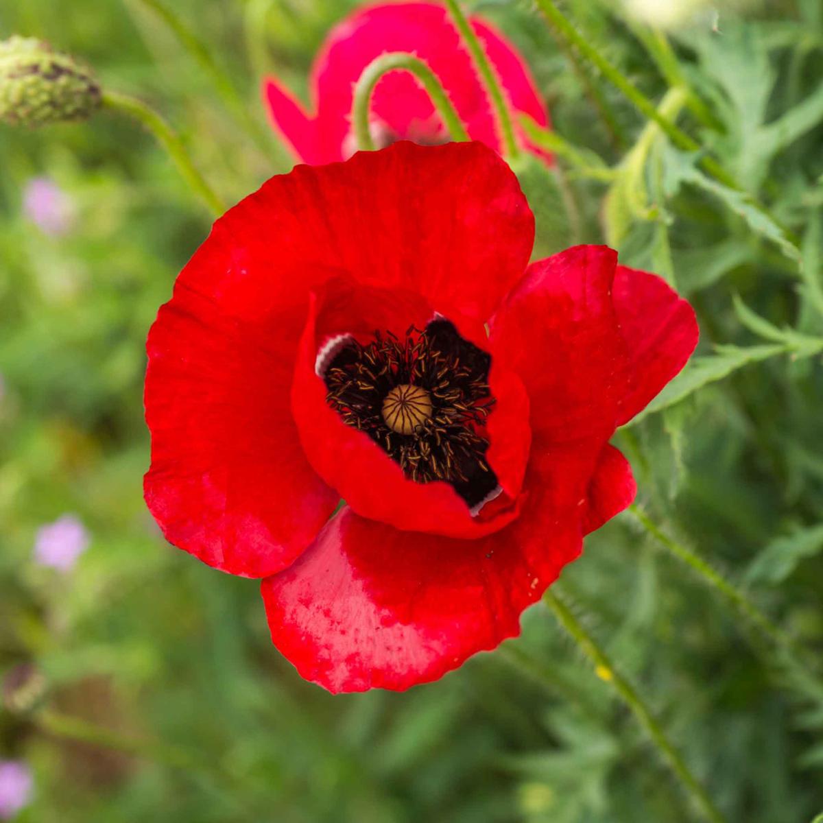 Bulk Red Corn Poppy Seeds