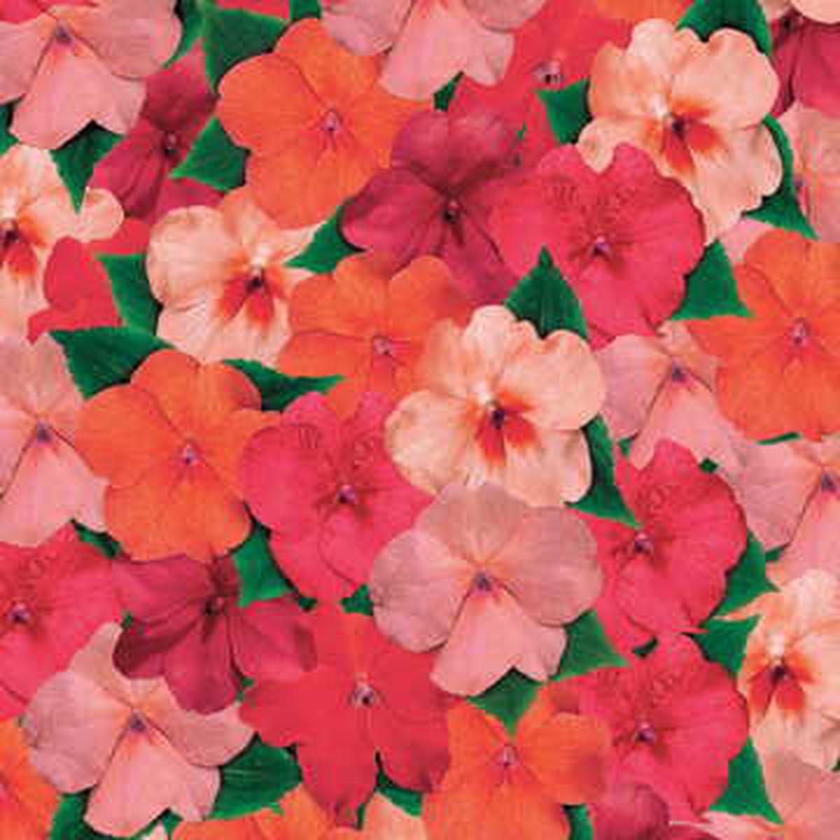 Cancun Hybrid Impatiens Seeds | Shade-Loving Colorful Impatiens Mix Heirloom, Non-GMO, High Germination Organic Garden Seeds