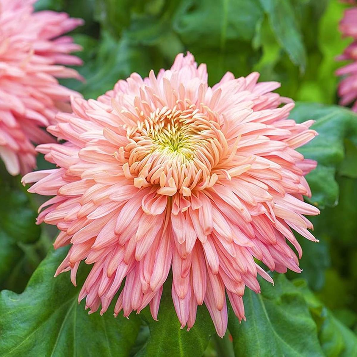 Chrysanthemum Pink Yellow Flower Seeds for Planting | Heirloom Non-GMO Organic Garden Seeds High Germination