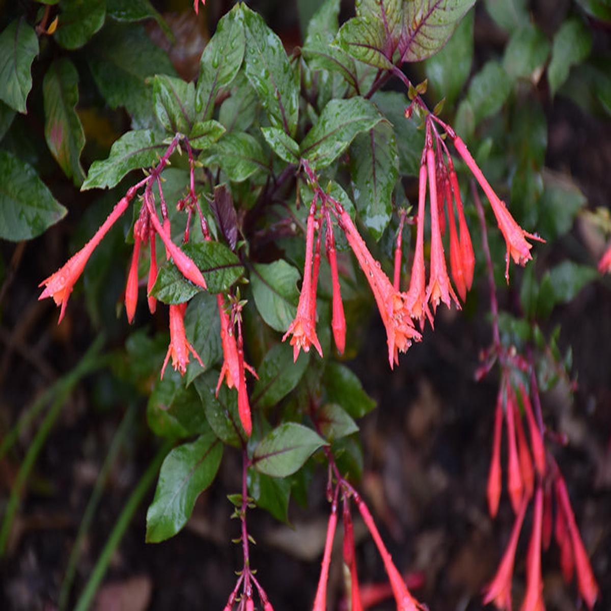 Dark Red Fuchsia Flower Seeds for Planting Heirloom, Non-GMO, High Germination Organic Garden Seeds