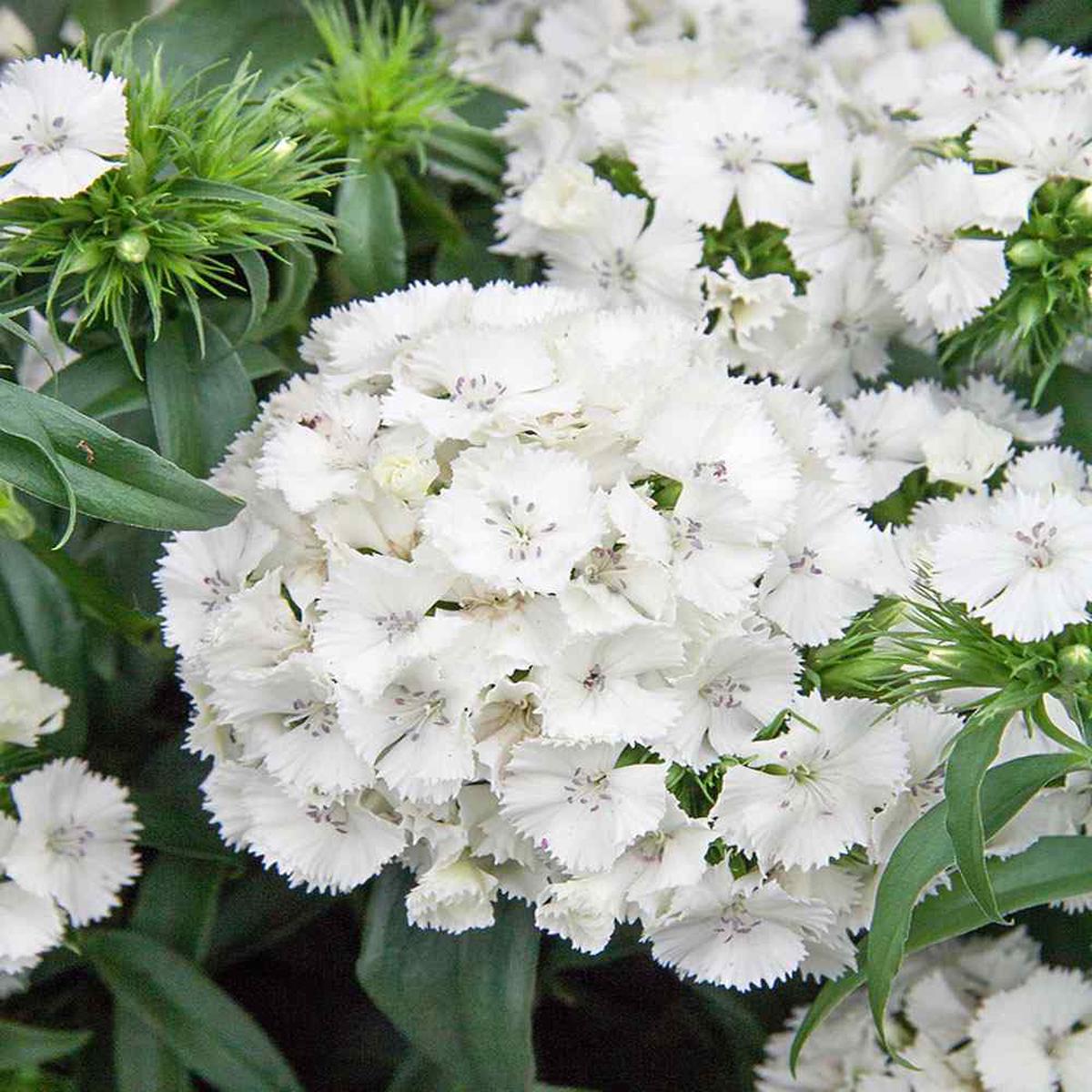 Dianthus Flower Seed Flower seeds for Planting Hardy Variety Heirloom & GMO Free Seeds for Home Garden