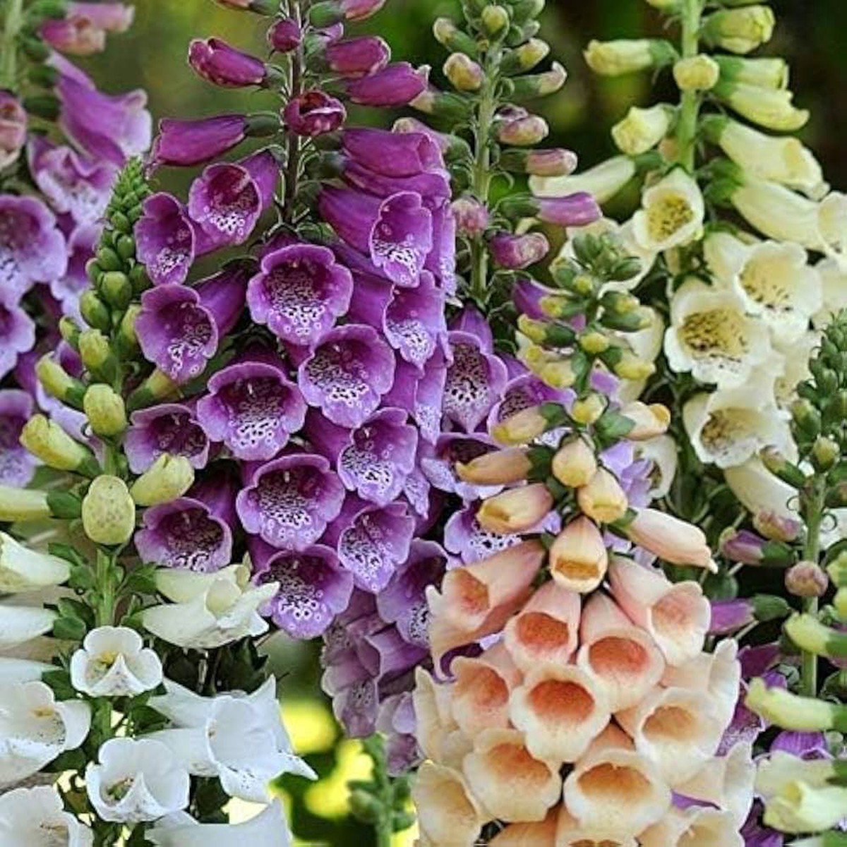 Digitalis Oscura Dark Foxglove Seeds ( )