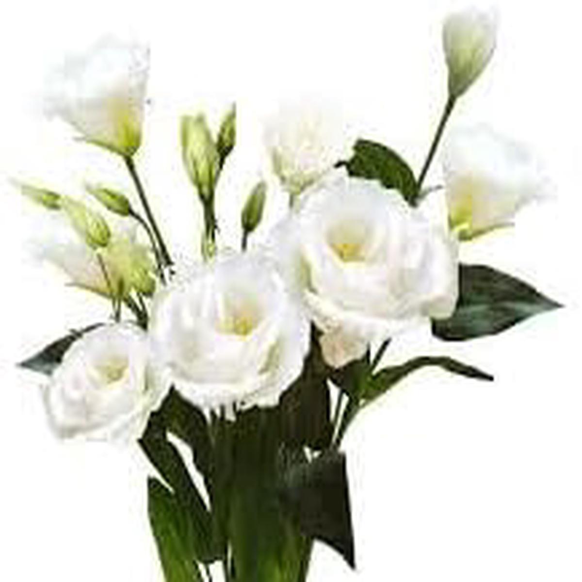 Eustomia Flower Seeds for Planting NON GMO Seeds