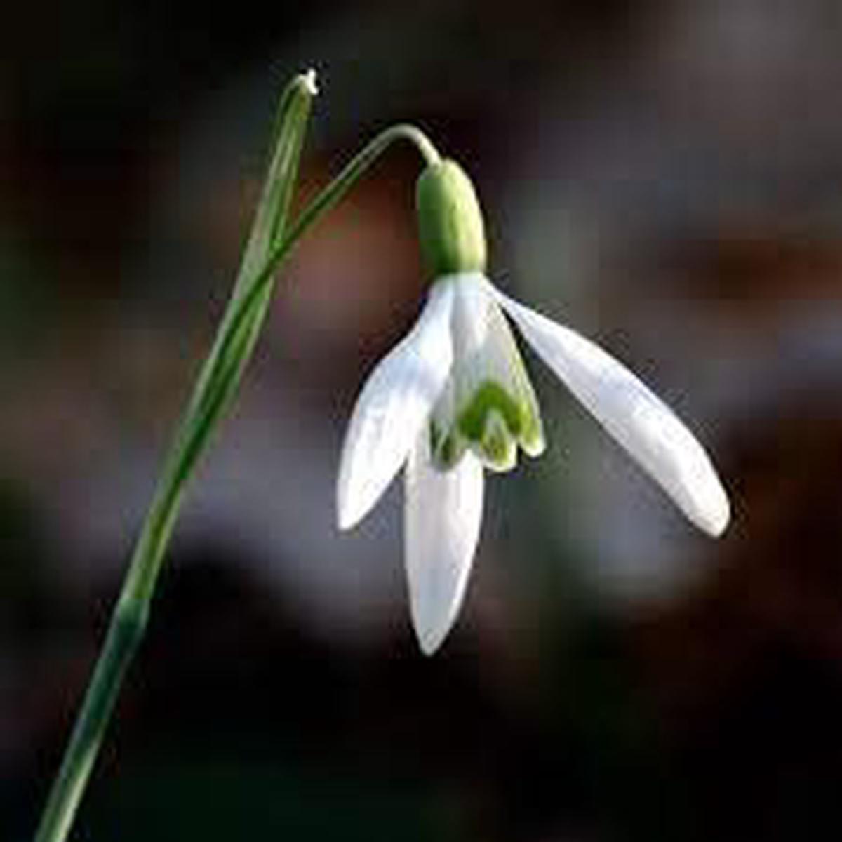 Galanthus Flower seeds for Planting - Compact Growth, Heirloom & GMO Free Seeds for Home Garden