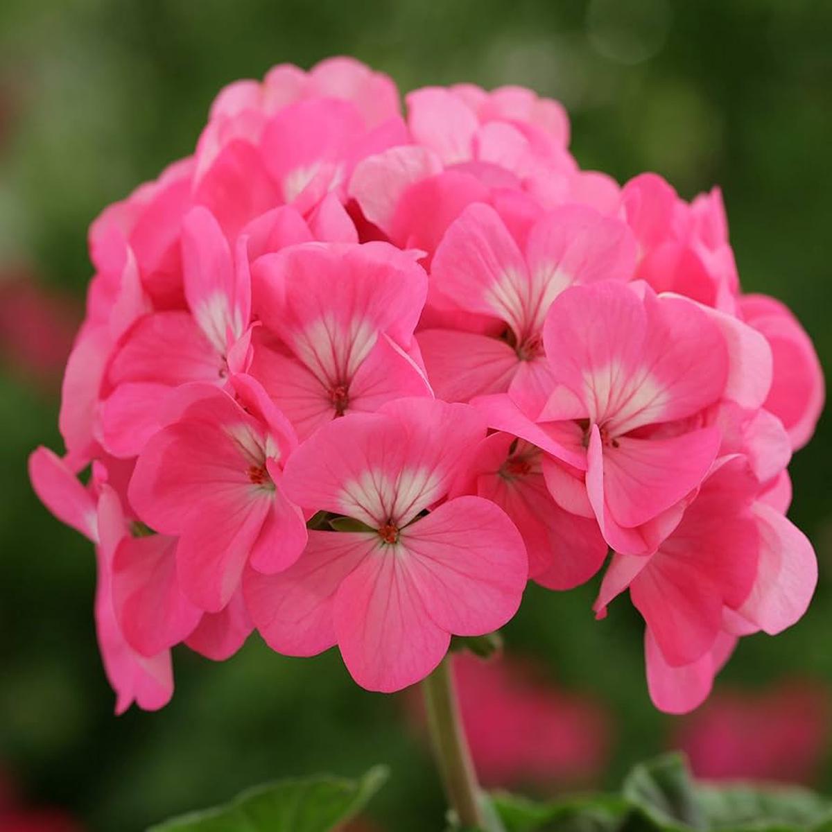 Geranium Flower Seeds (Pink) Fresh Seeds for Planting Pink Geraniums