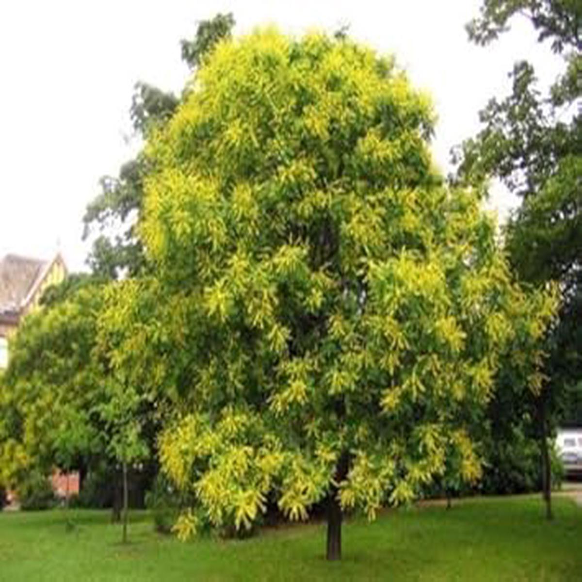 Golden Koelreuteria Flower seeds for Planting - Pollinator Friendly, Heirloom & GMO Free Seeds for Home Garden