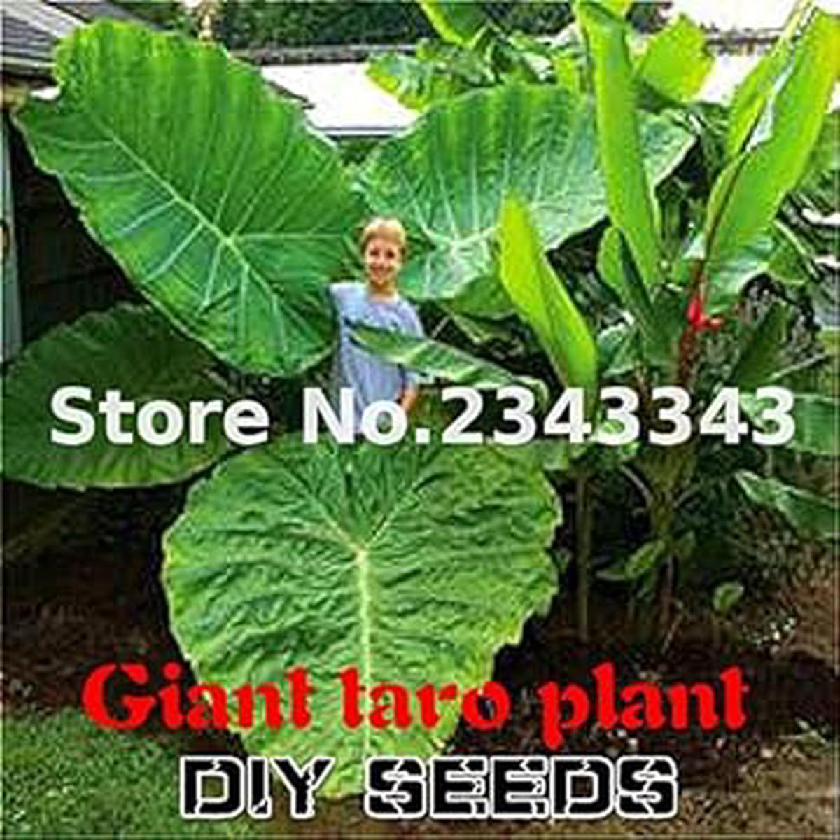 Green Alocasia Flower seeds for Planting - Seasonal Bloomer, Heirloom & GMO Free Seeds for Home Garden