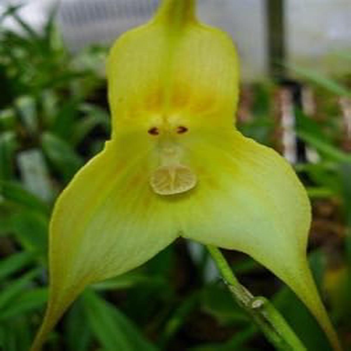 Green Monkey Face Orchid Seeds Heirloom Non-GMO High Germination Seeds for Planting Exotic Home & Garden Blooms