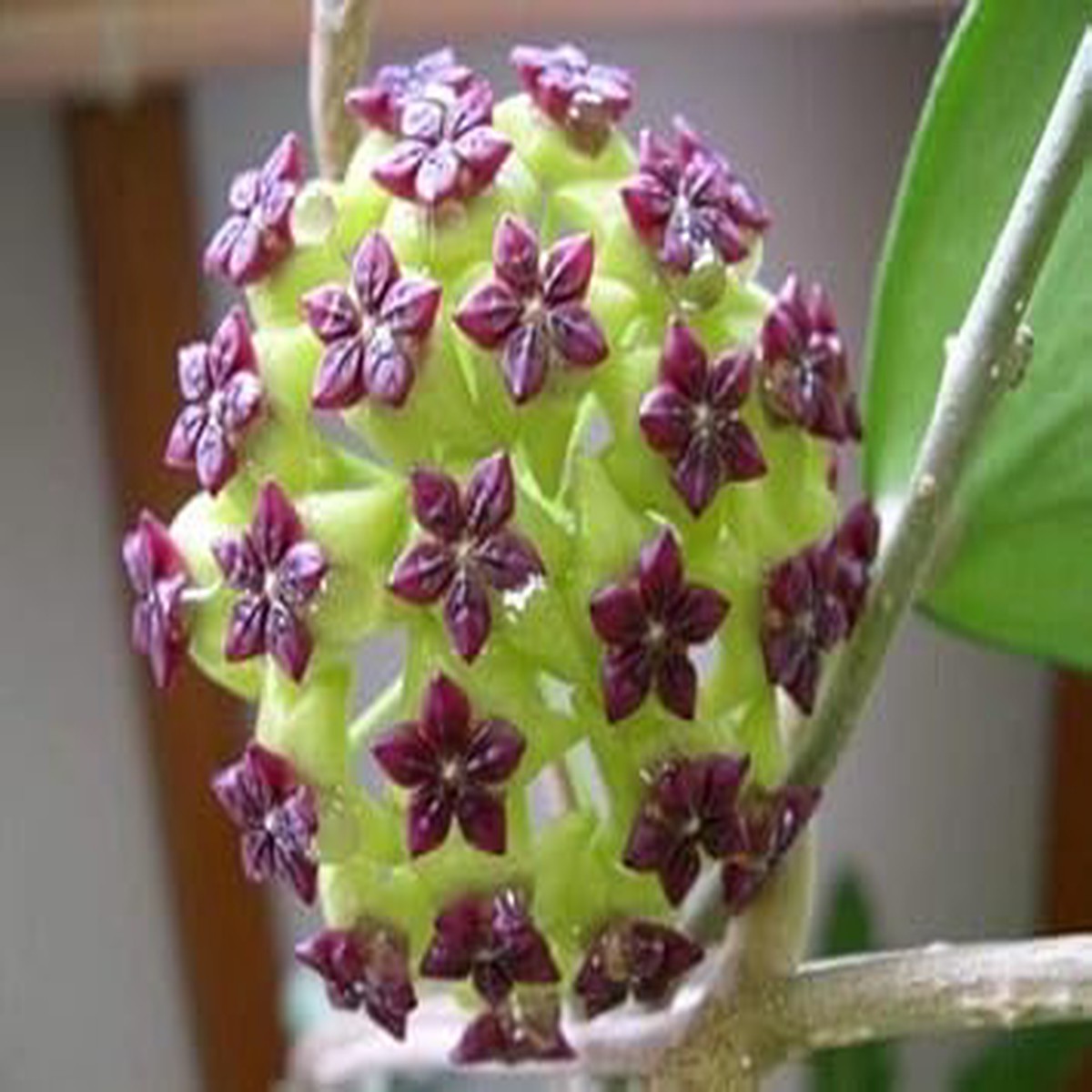 Green Purple Hoya Carnosa Flower Seeds Non-GMO Seeds for Planting, Organic Garden Seeds with High Germination