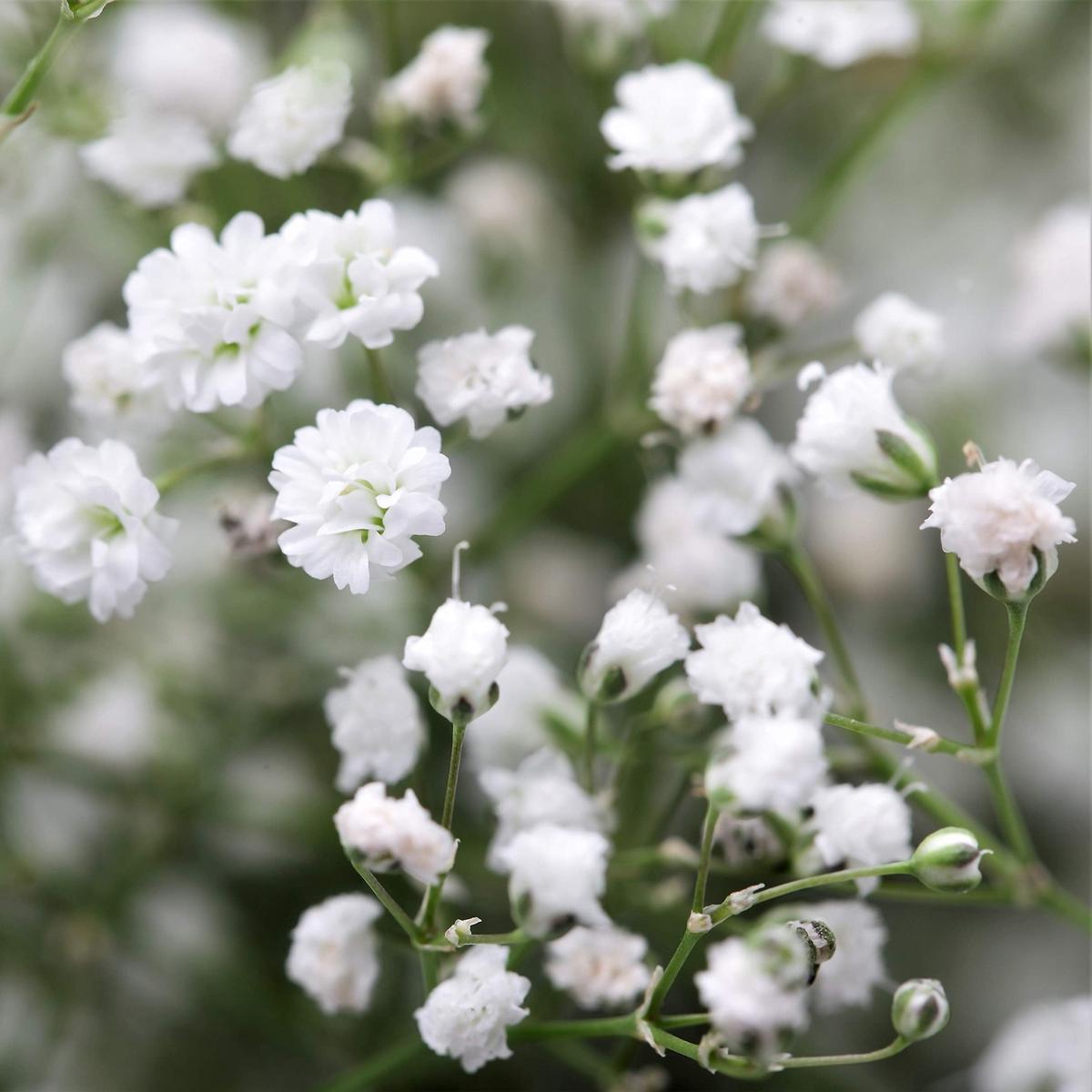 Happy Farm Gypsophila Sky Stars Semi Hybrid Perennial Flower Landscaping Flower Seeds Home