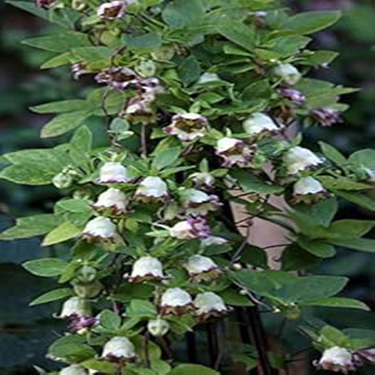Heirloom Green Purple Hibiscus Flower Seeds for Planting Non-GMO, Unique Tropical Garden Blooms