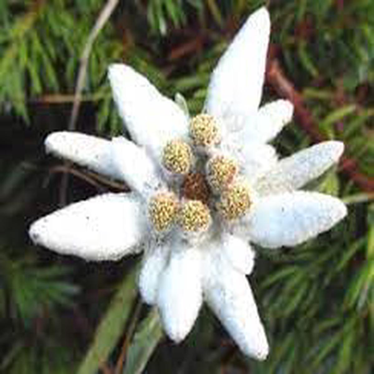 Heirloom Leontopodium Alpinum Flower seeds for Planting Long Bloom Season Heirloom & GMO Free Seeds for Home Garden