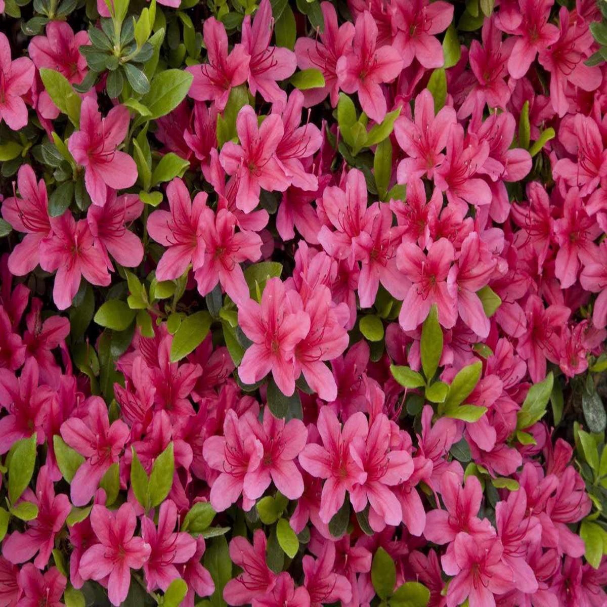 Heirloom Non-GMO Azalea Flower Seeds for Planting Colorful Ornamental Shrub Seeds, High Germination