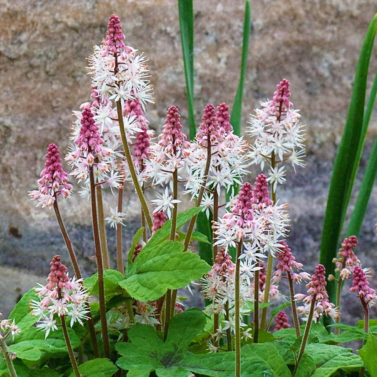 Heirloom Non-GMO Pink White Tiarella Flower Seeds for Planting Delicate Blooms for Shaded Garden Borders