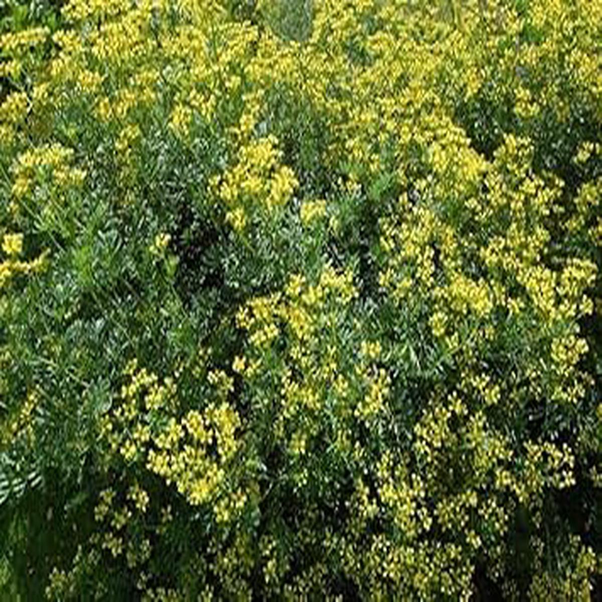 Heirloom Non-GMO Semi Erbe Flower Seeds for Planting- Herbal Blooms for Naturalistic Gardens