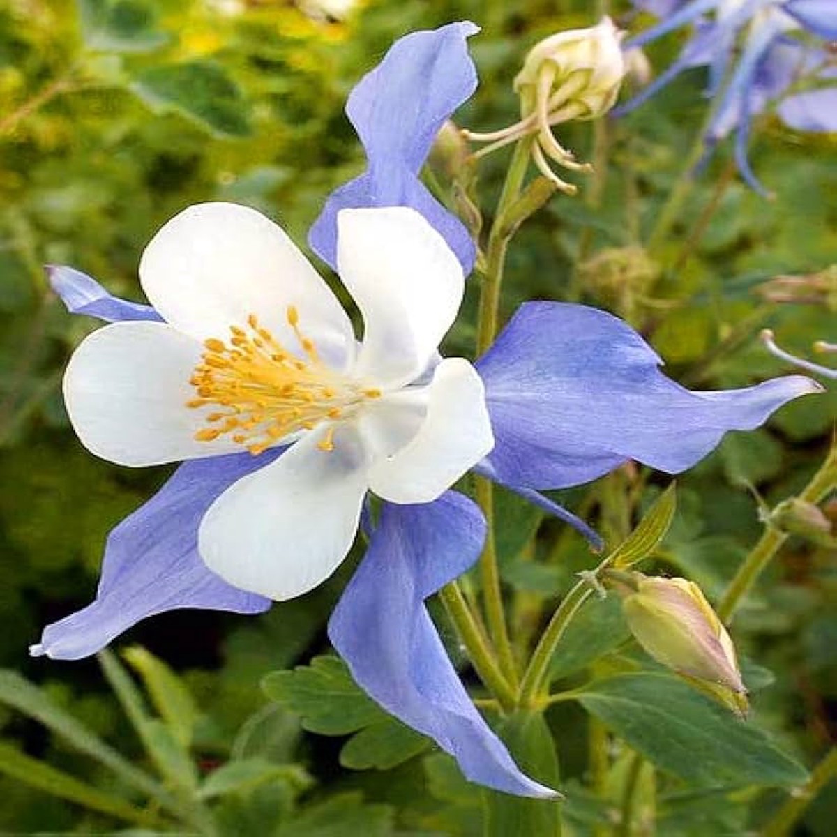 Heirloom Non-GMO Sky Blue Columbine Flower Seeds for Planting Elegant Perennial Garden Seeds