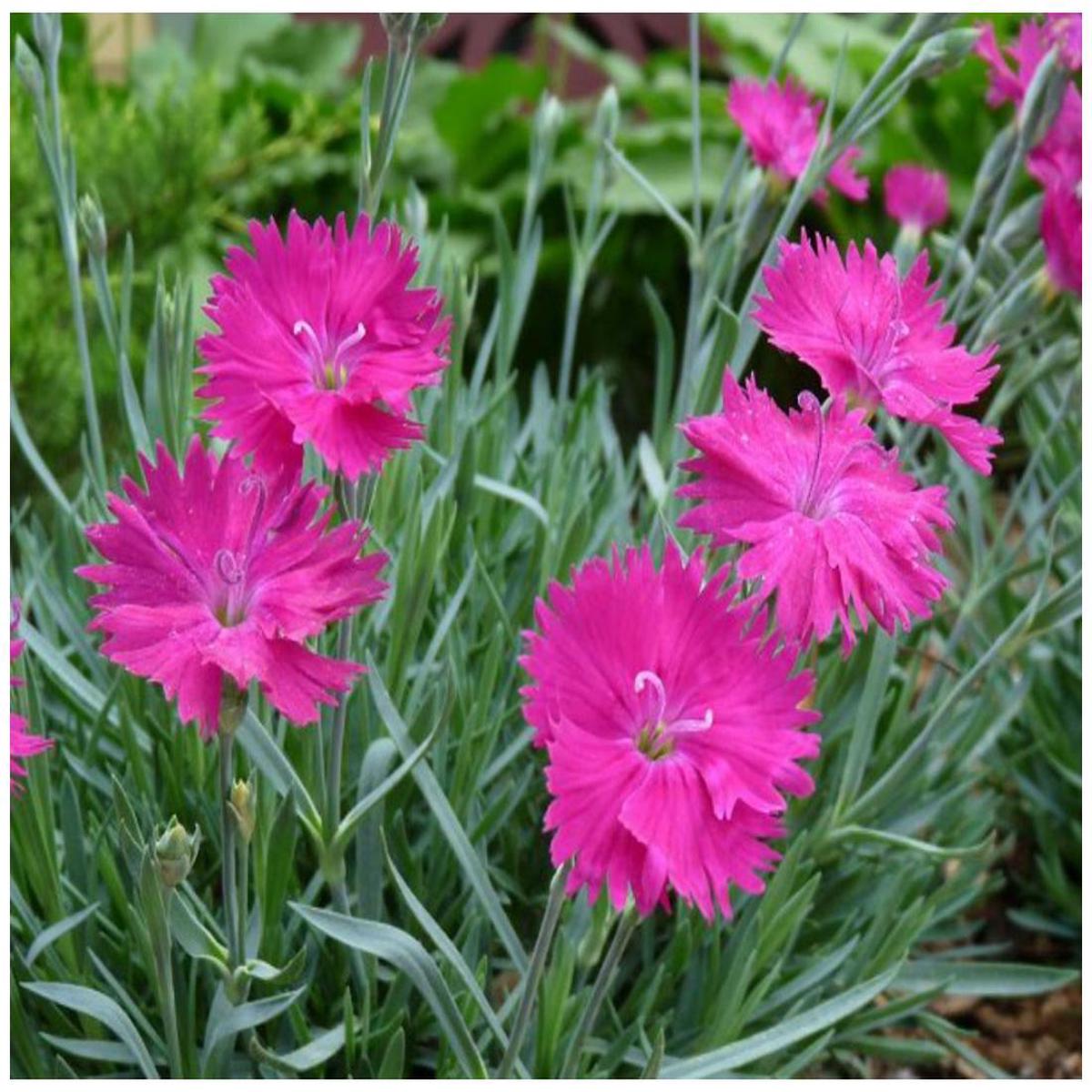 Heirloom Pink Dianthus Flower Seeds for Planting Non-GMO, High Germination Fragrant Garden Blooms