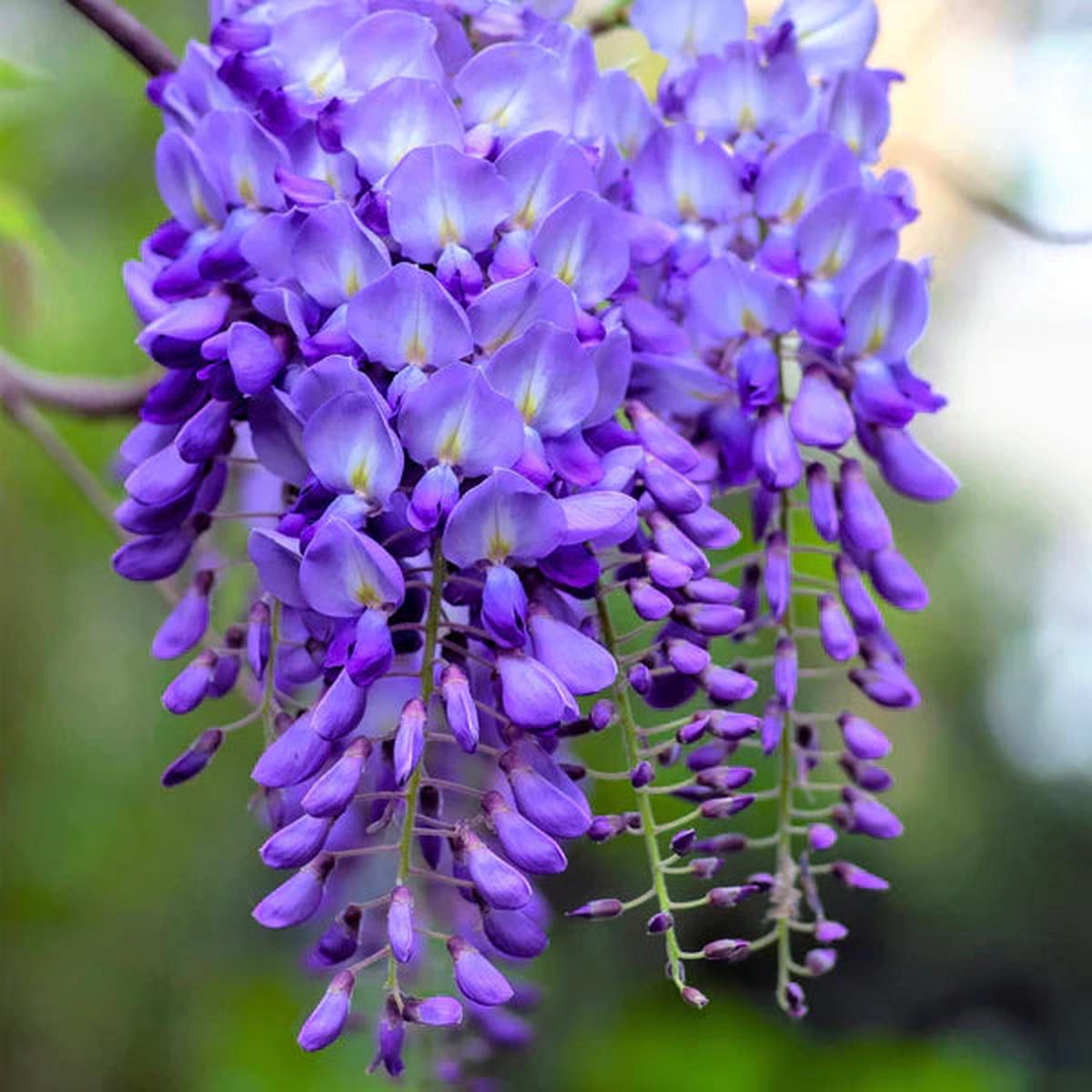 Heirloom Purple Chinese Wisteria Flower seeds for Planting Premium Quality Heirloom & GMO Free Seeds for Home Garden