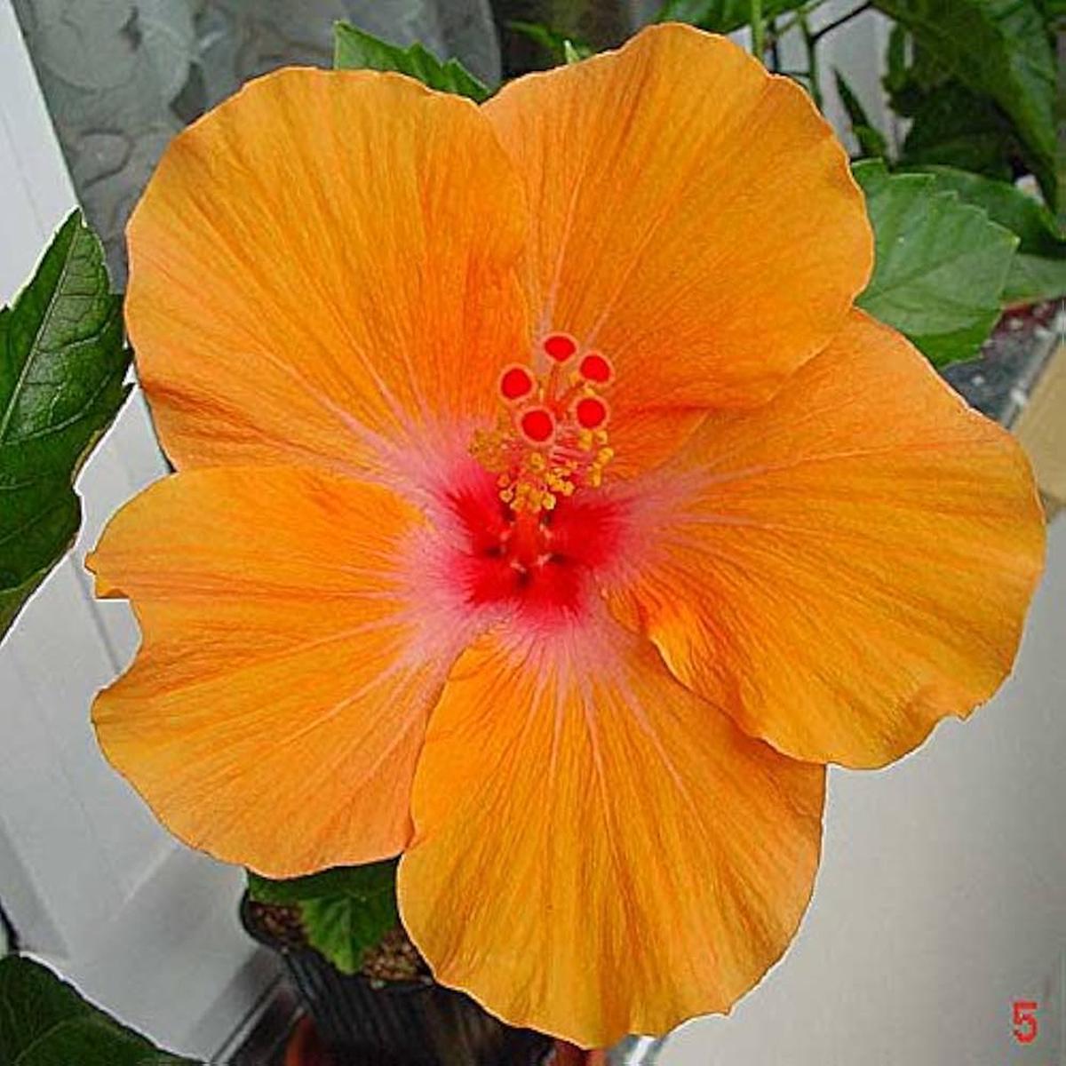 Hibiscus Hibiscus Rosa-Sinensis Orange Flower Seeds for Planting Great for Tropical Home Garden and Balcony