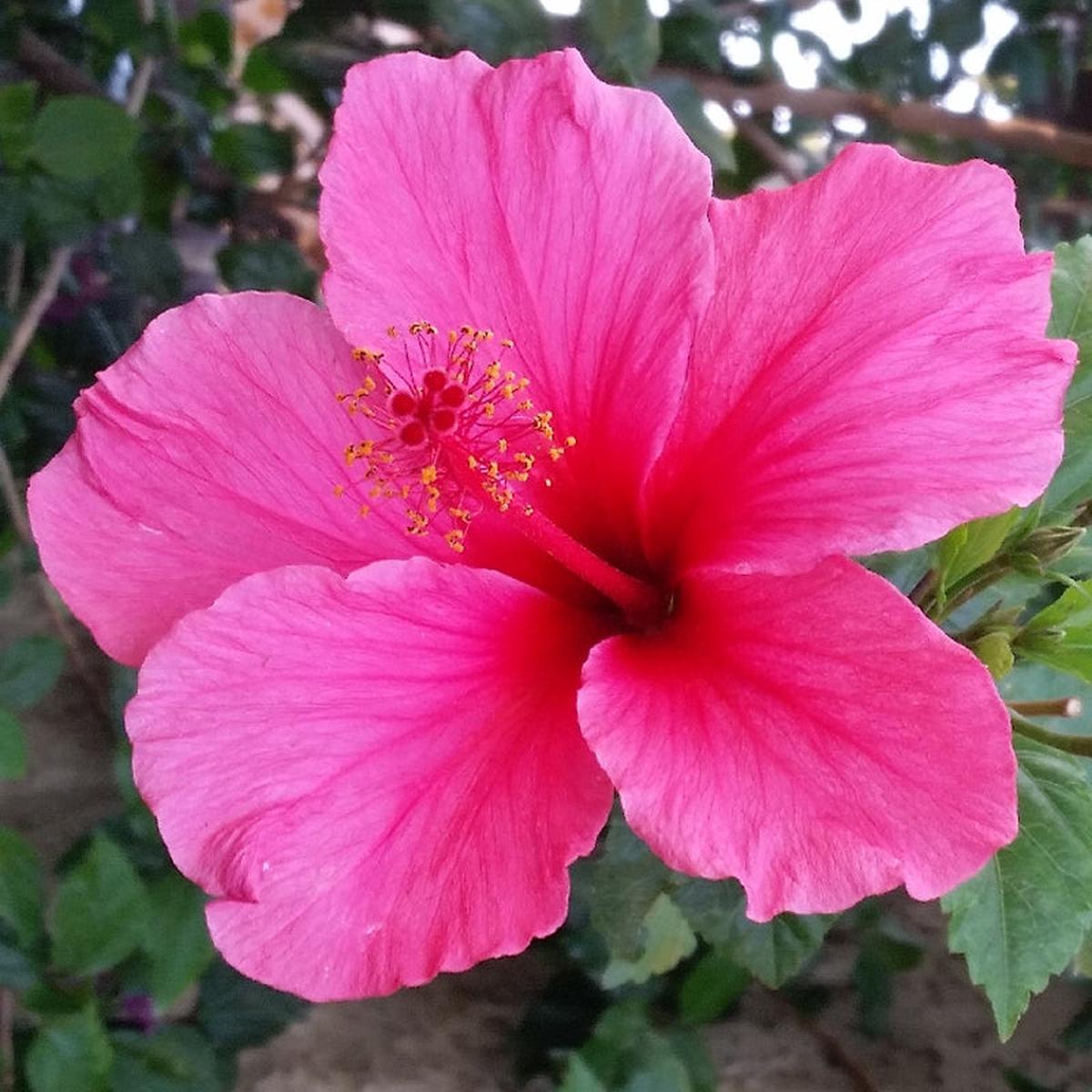 Hibiscus Rosa-Sinensis Flower Seeds for Planting Heirloom, Non-GMO, Pollinator-Friendly Garden Seeds