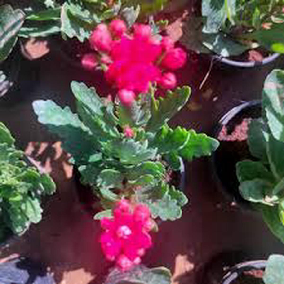 Kalanchoe Purple Flower Seeds for Planting Heirloom Non-GMO High Germination Organic Garden Seeds
