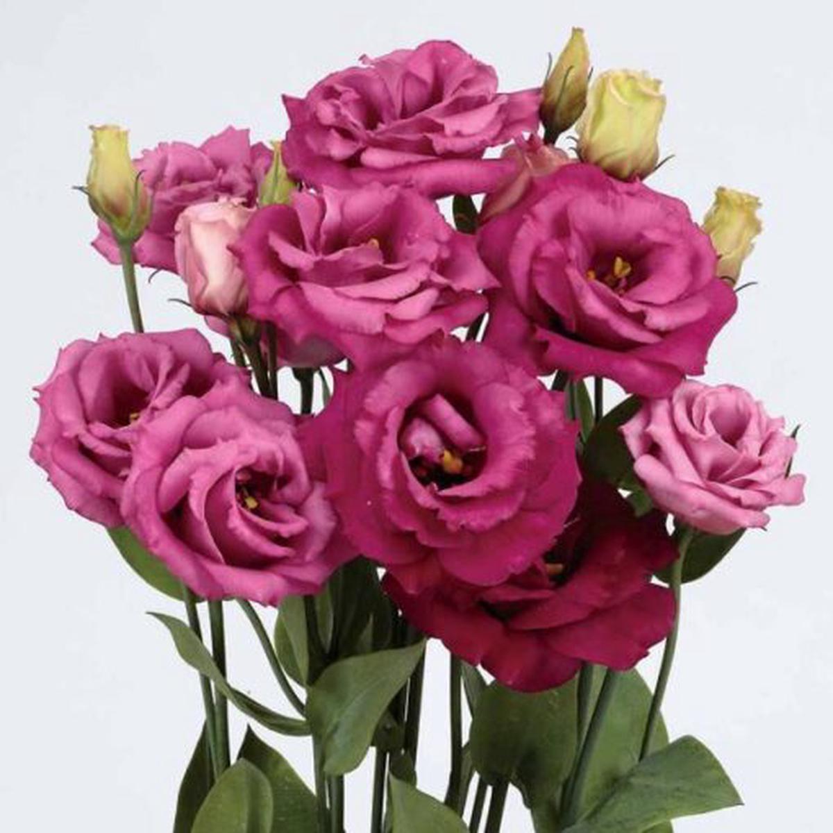 Lisianthus Rosita Purple Rose Hybrid Imported Heirloom, Non-GMO, High Germination Organic Garden Seeds