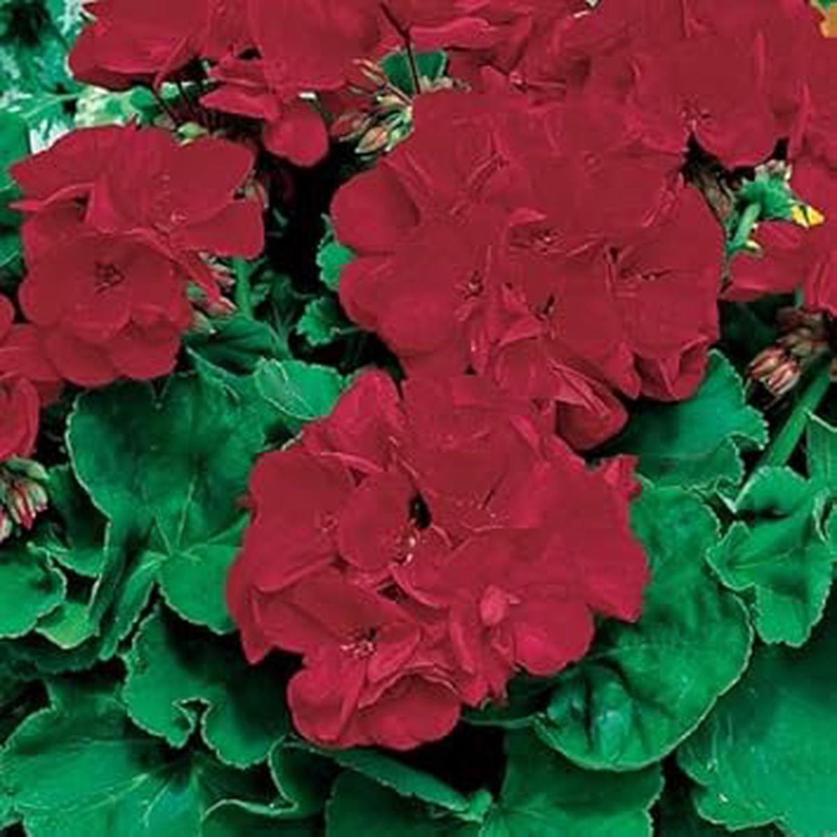Maroon & Red Geranium Heirloom Non-GMO Seeds for Planting High Germination Organic Garden Seeds