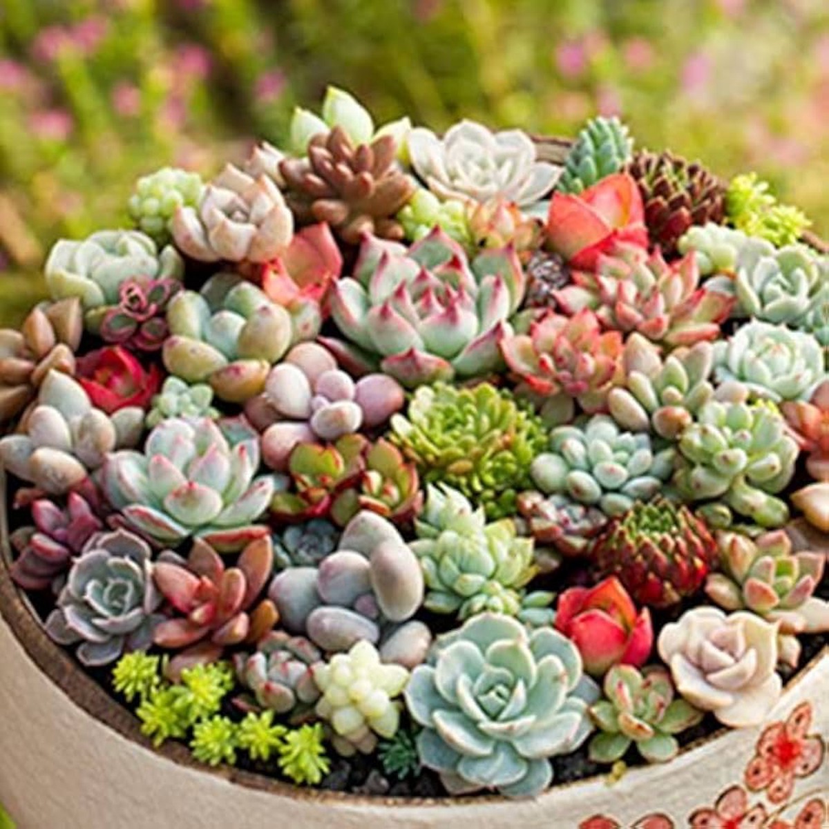 Mini Succulent Mixed species seeds for planting in indoor pots and decorative terrariums