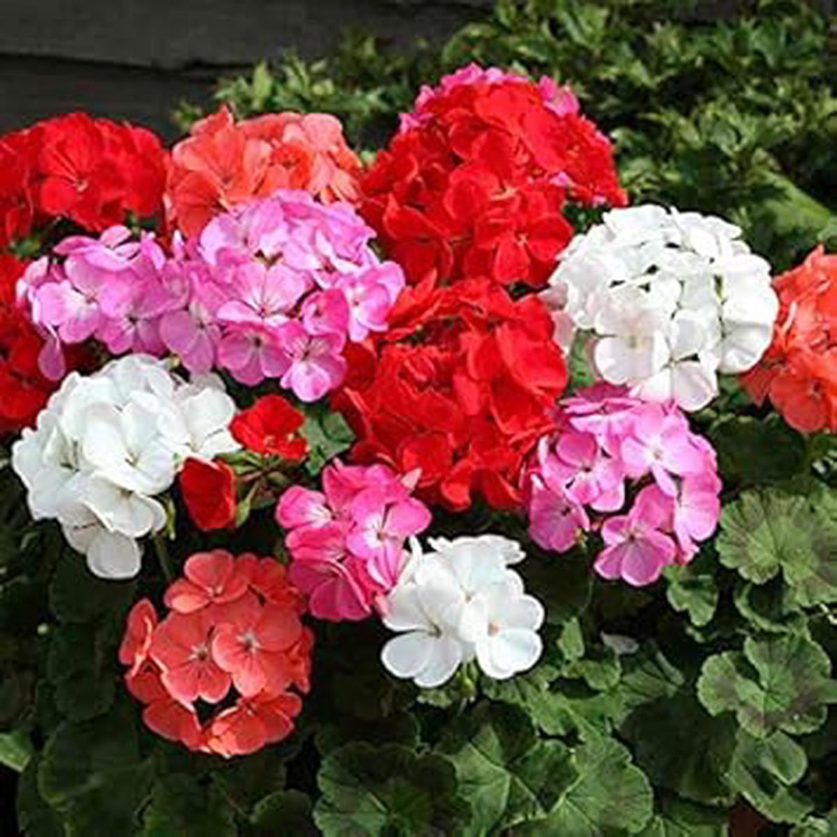 Mixed Color Geranium Flower Seeds Non-GMO Heirloom Seeds for Planting Organic Garden Seeds, High Germination