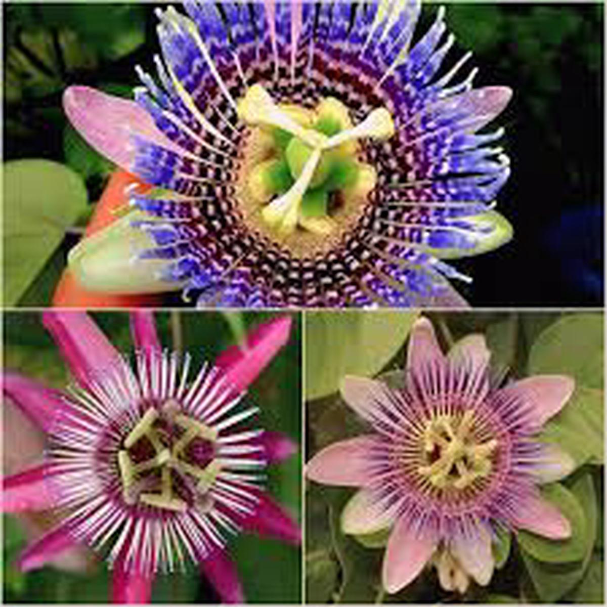 Mixed Colour Passiflora Flower Seeds Heirloom, Non-GMO, High Germination Organic Garden Seeds
