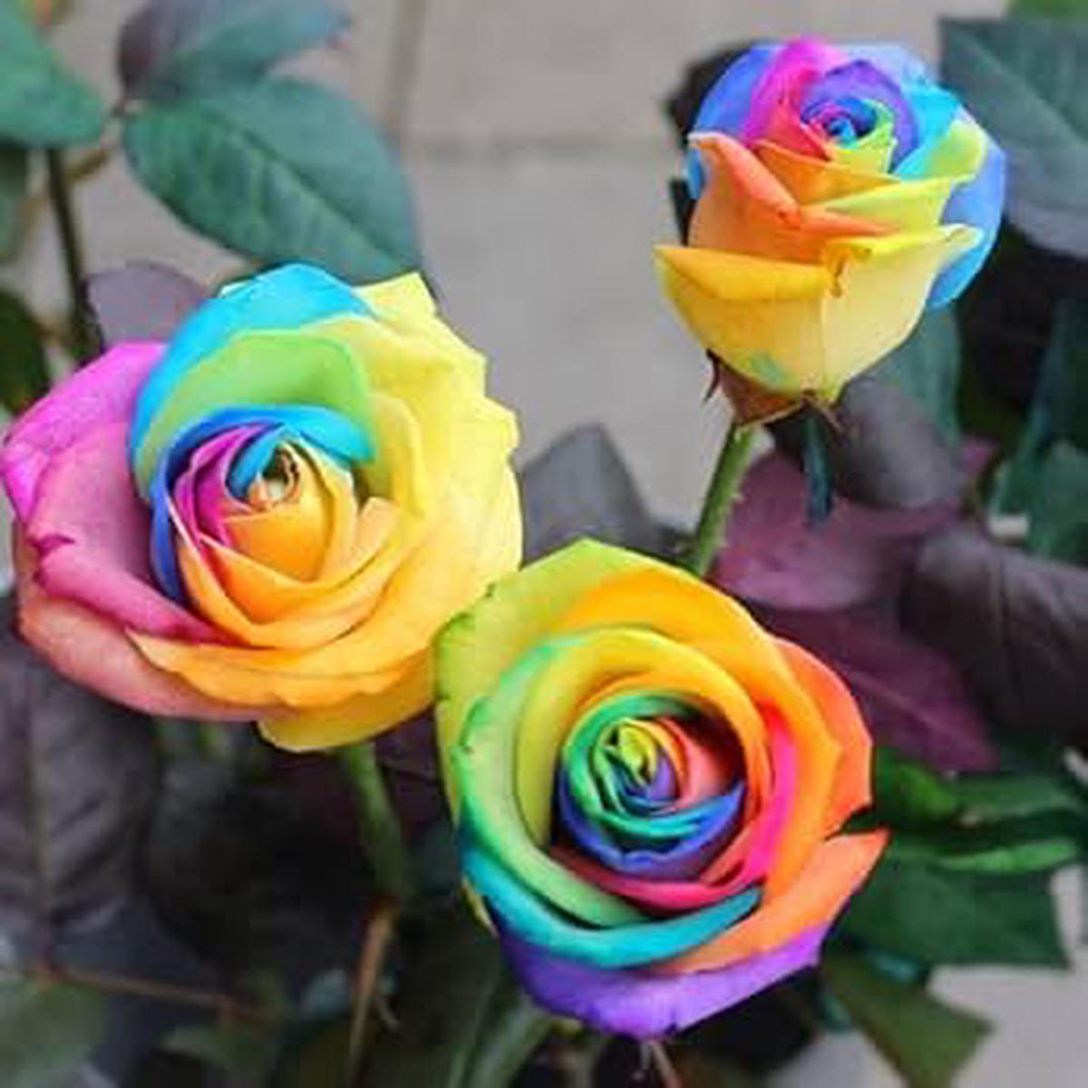 Mixed Colour Rose Tree Flower Seeds for Planting Heirloom, Non-GMO, High Germination, Organic Garden Seeds