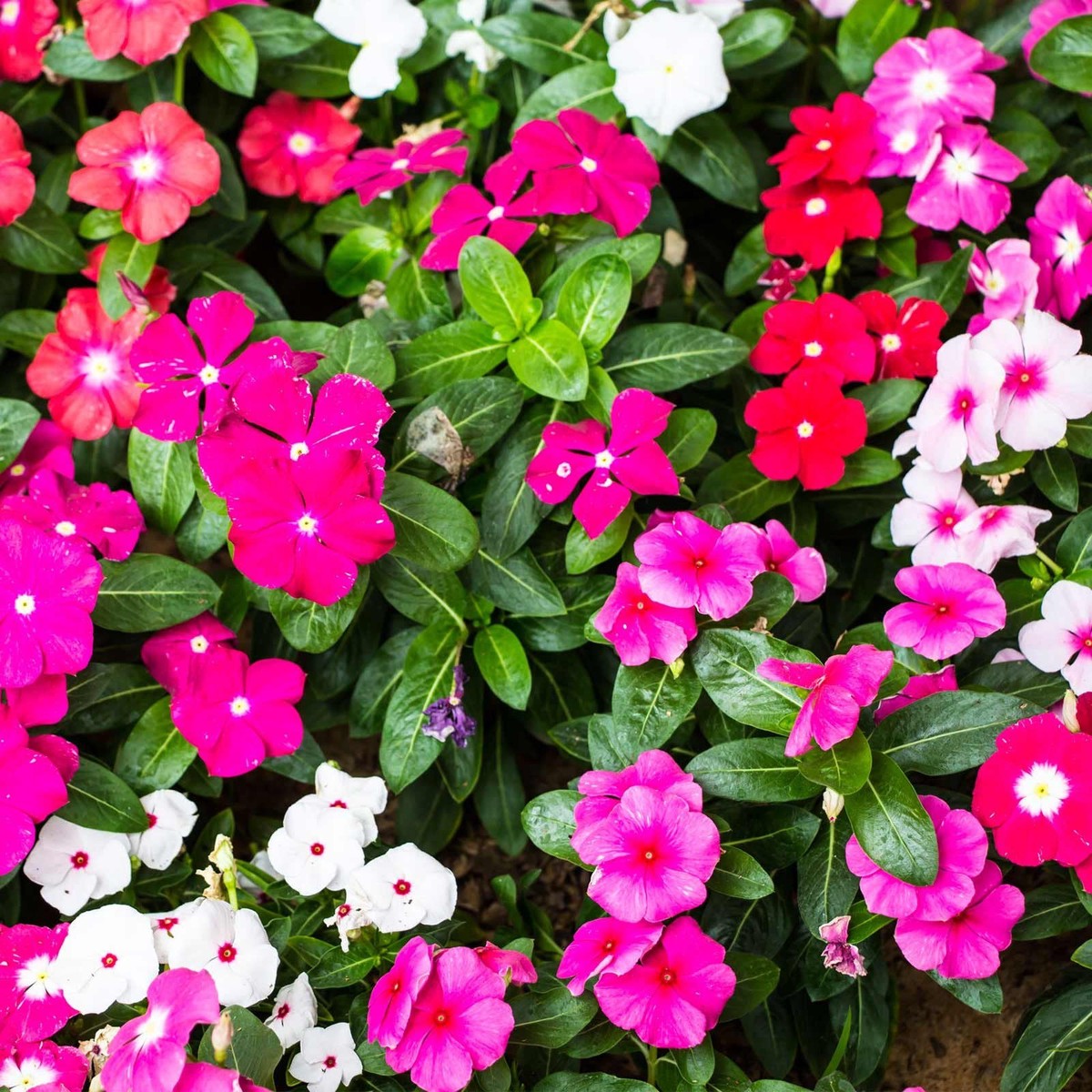 Mixed Vinca Flower Seeds for Planting Heirloom, Non-GMO, High Germination Organic Garden Seeds