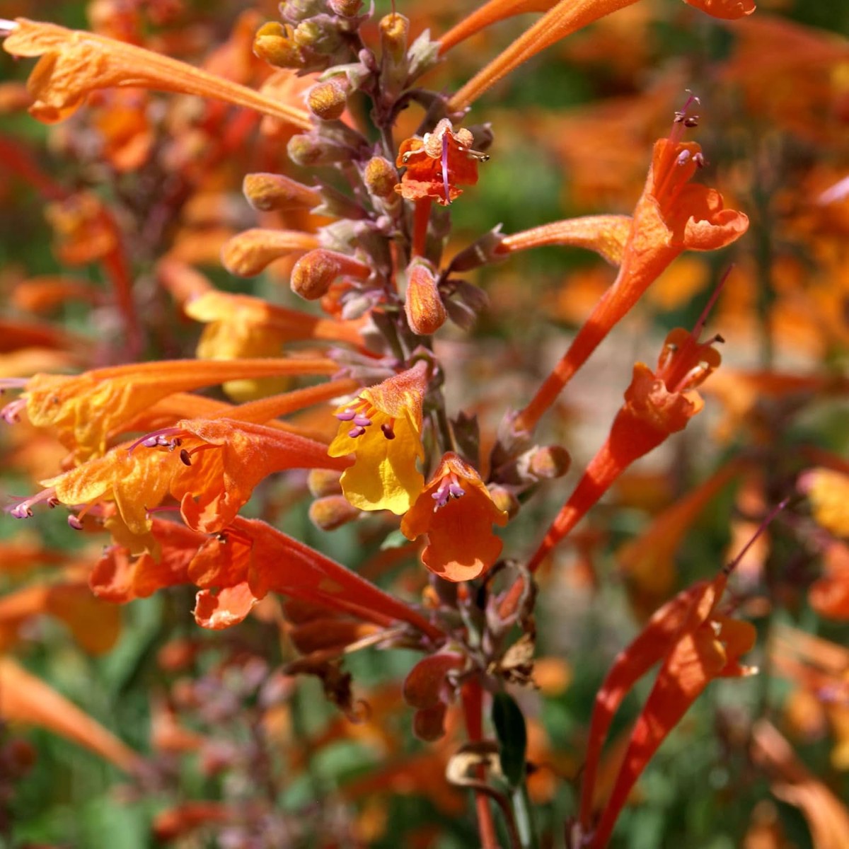 Orange Agastache Hyssop Flower Seeds for Planting Heirloom, Non-GMO, Easy to Grow, Perennial