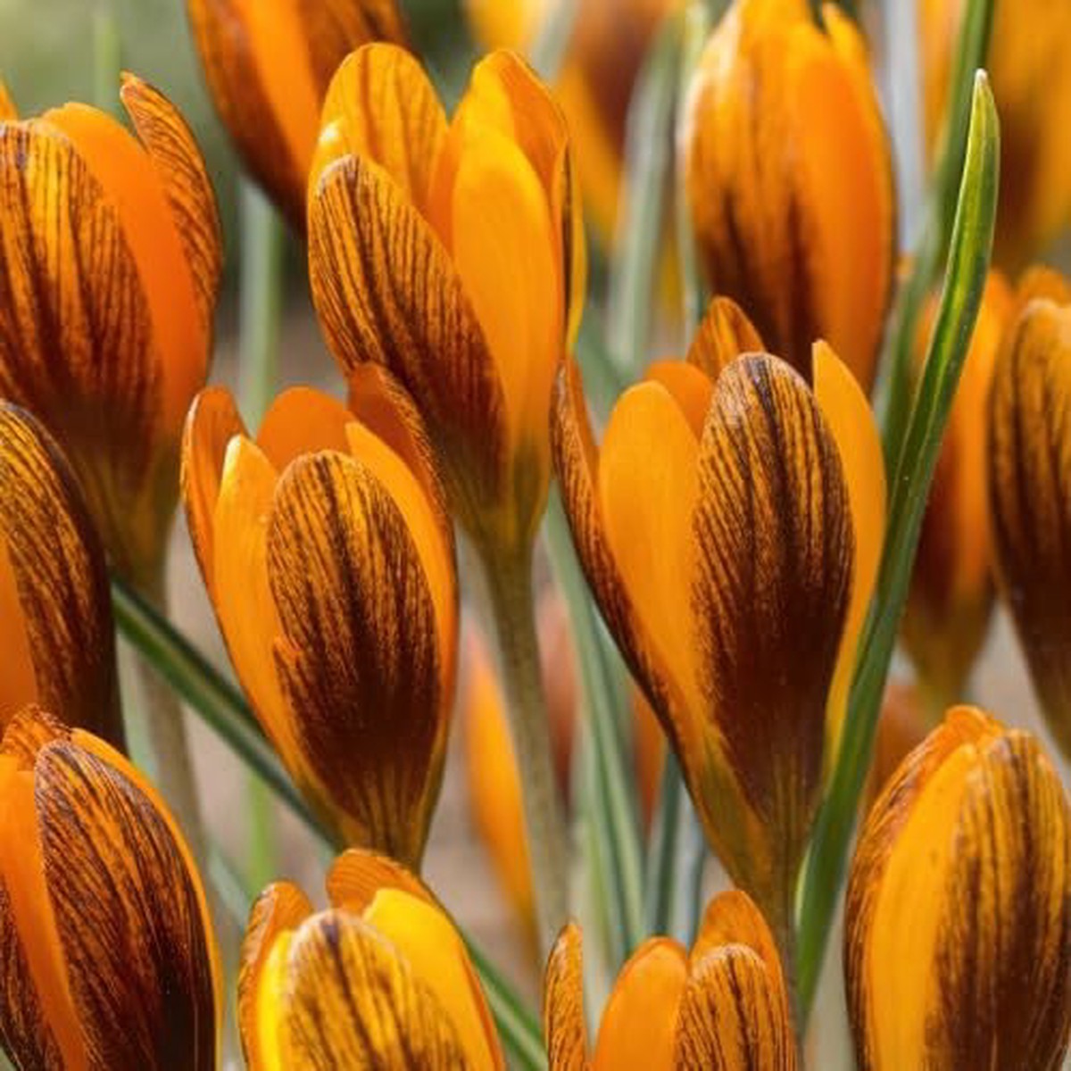 Orange Crocus Flower Seeds Heirloom, Non-GMO Bulb Seeds for Planting, High Germination Organic Seeds