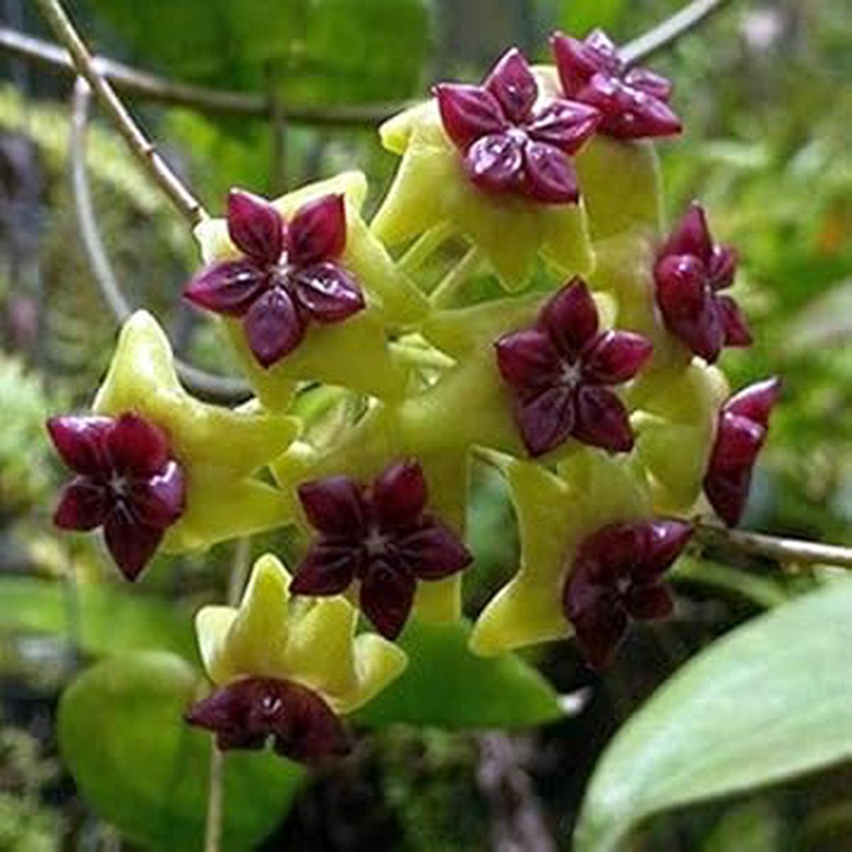 Organic Heirloom Green Pink Hoya Flower Seeds Non-GMO Unique Seeds for Planting High Germination