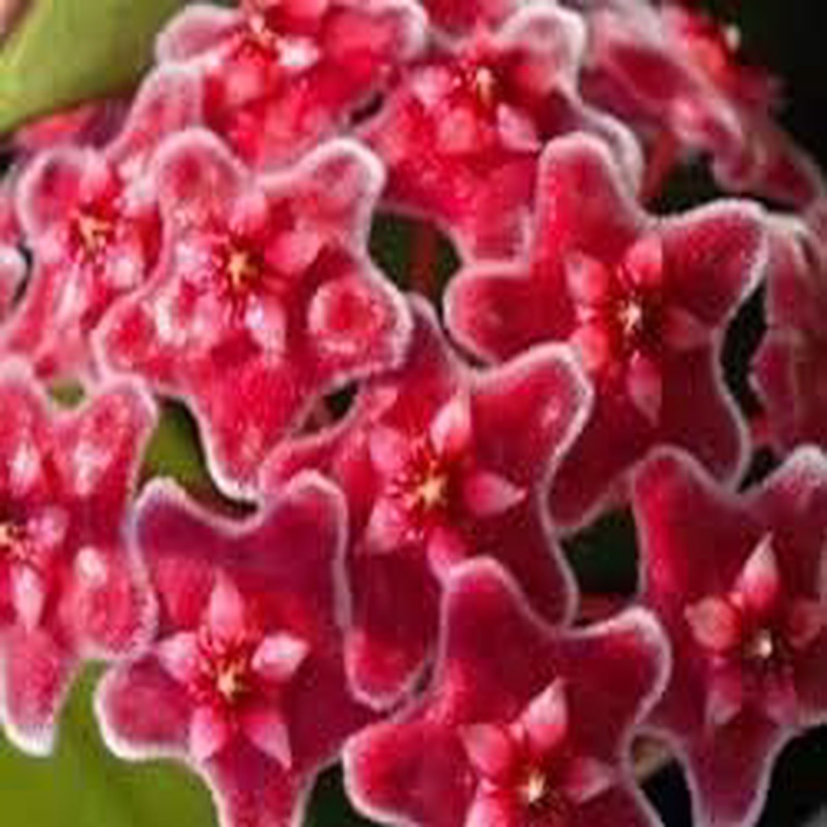 Organic Heirloom Pink Purple Hoya Flower Seeds for Planting Non-GMO High Germination Organic Garden Seeds