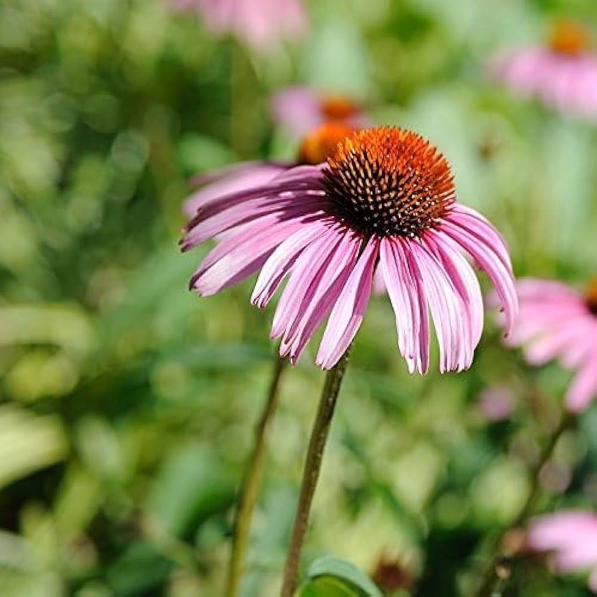 Perennial Coneflower Seeds for Planting Heirloom, Non-GMO, Easy to Grow, Pollinator-Friendly