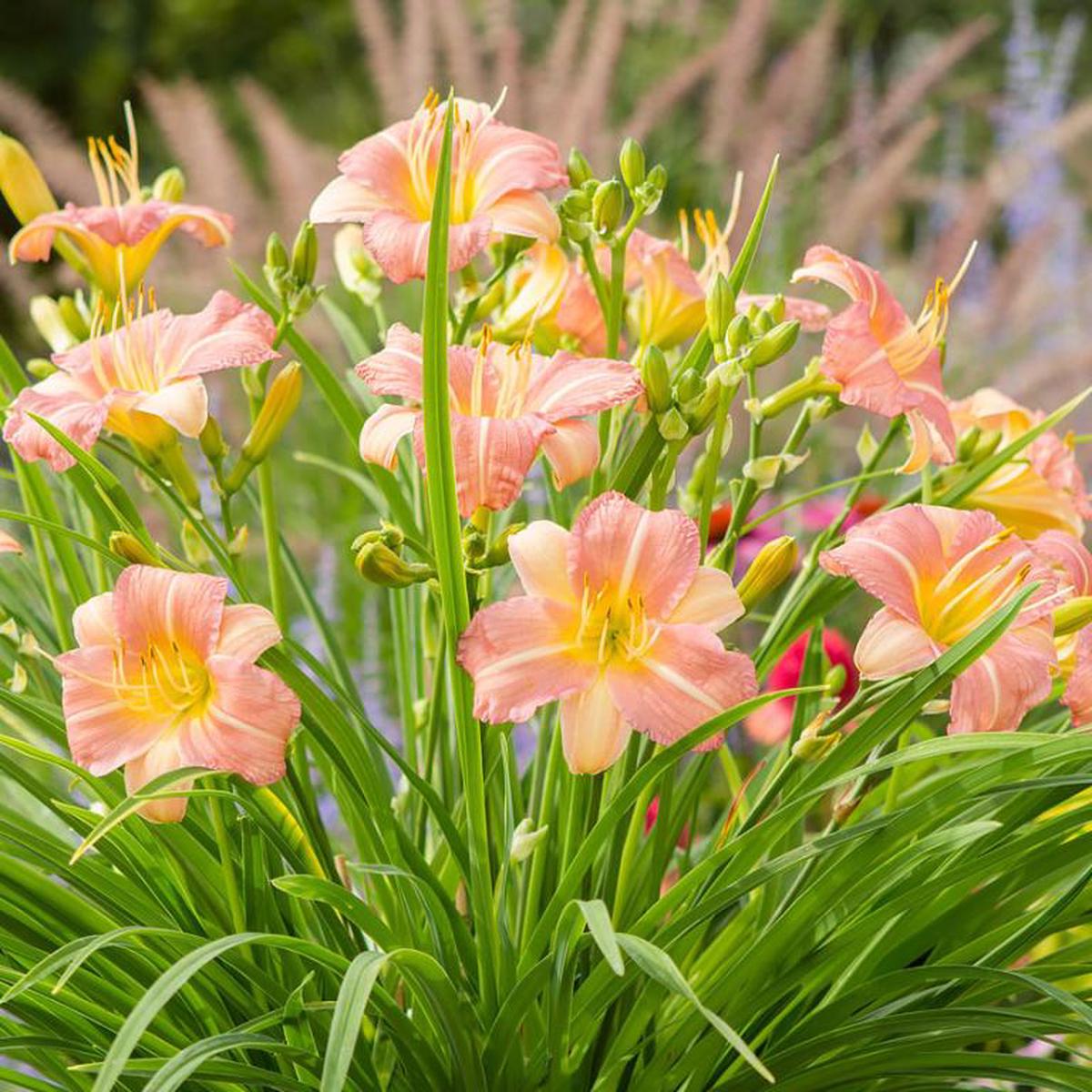 Pink Cream Hemerocallis Flower Seeds for Planting Heirloom, Non-GMO, Wildflower Mix, High Germination