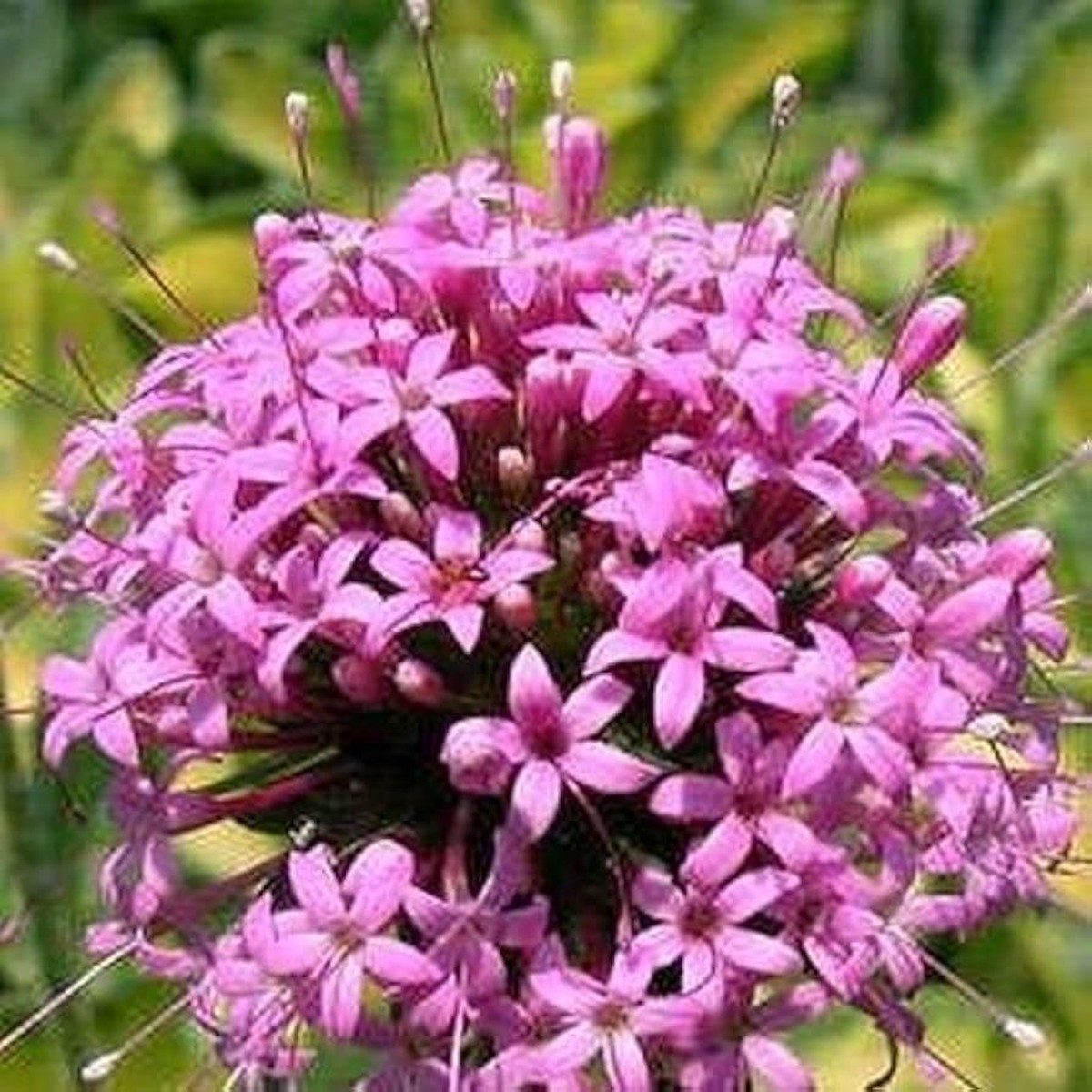 Pink Crosswort Crucianella Stylosa Flowers Flower Seeds for Home Garden Planting, Fragrant Organic