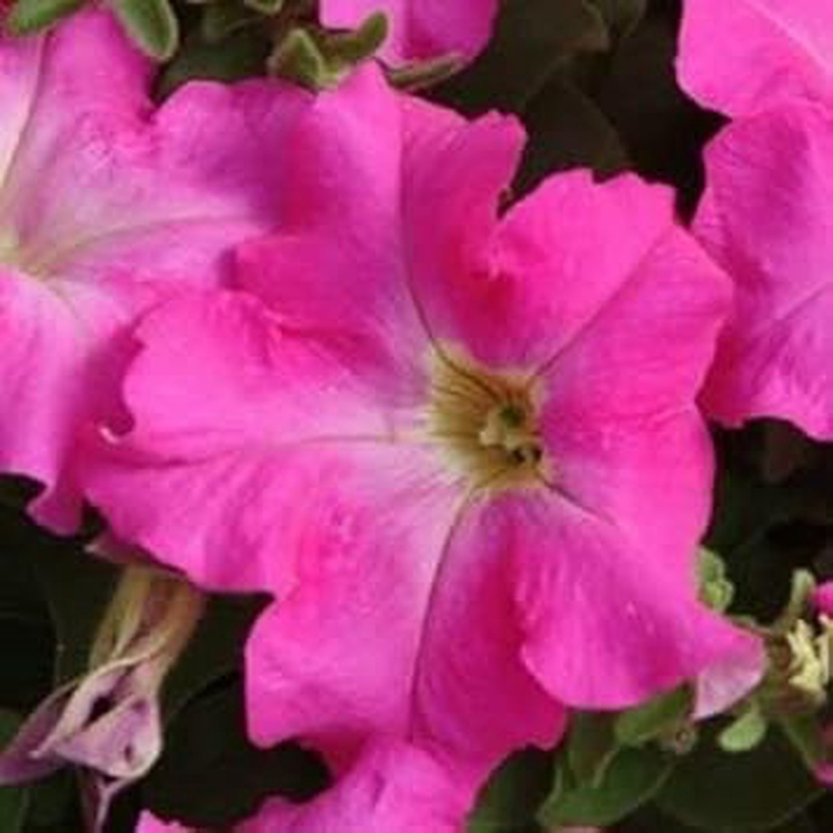 Pink Fuchsia Petunia For Planting Heirloom Non Gmo Flower Easy To Grow Garden Blooms Flower Seeds