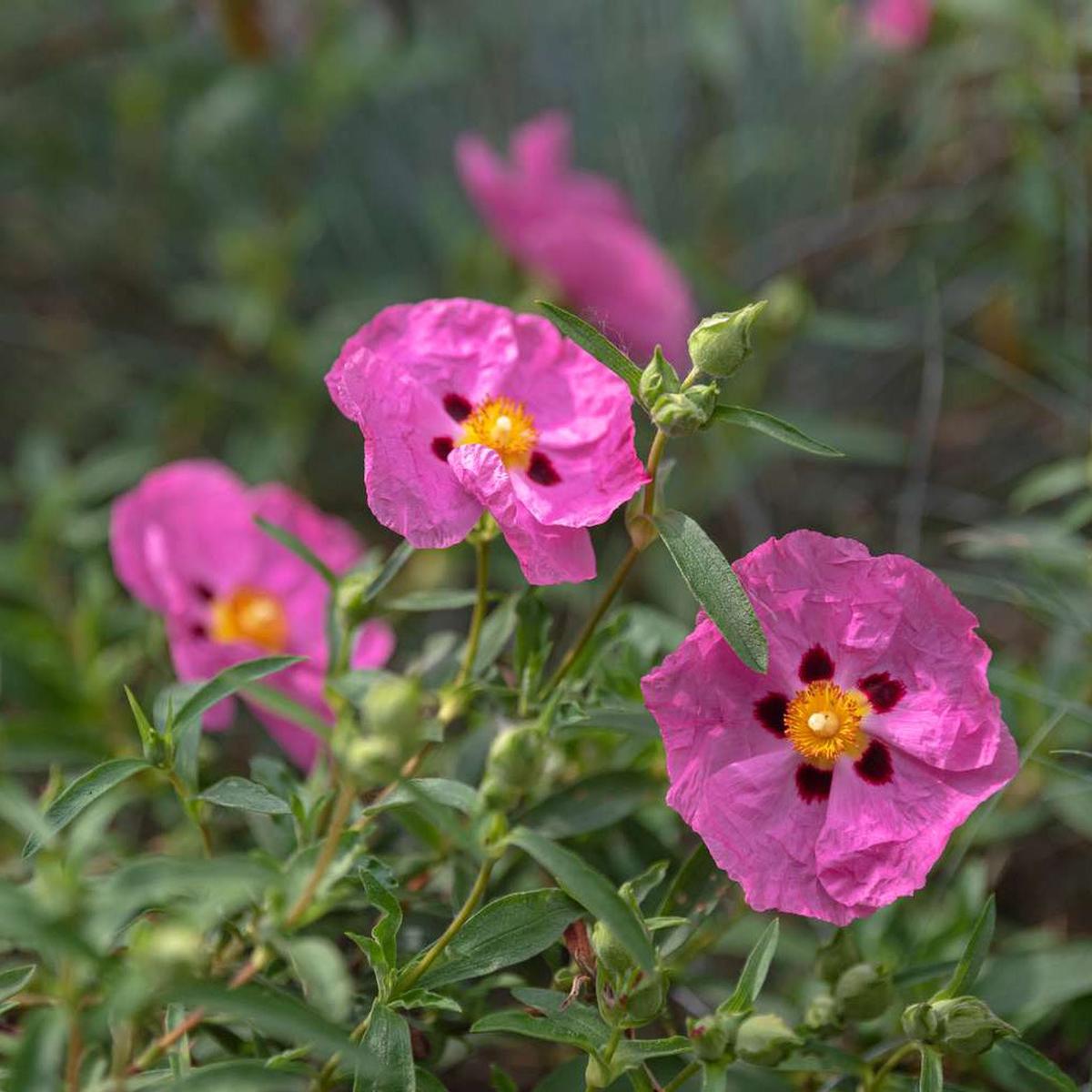 Pink Rock Rose Flower Seeds for Planting Heirloom, Non-GMO, Drought-Tolerant, Perennial